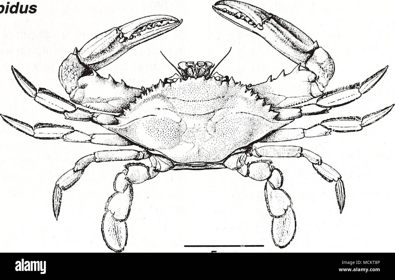 Crustacea class hires stock photography and images Alamy