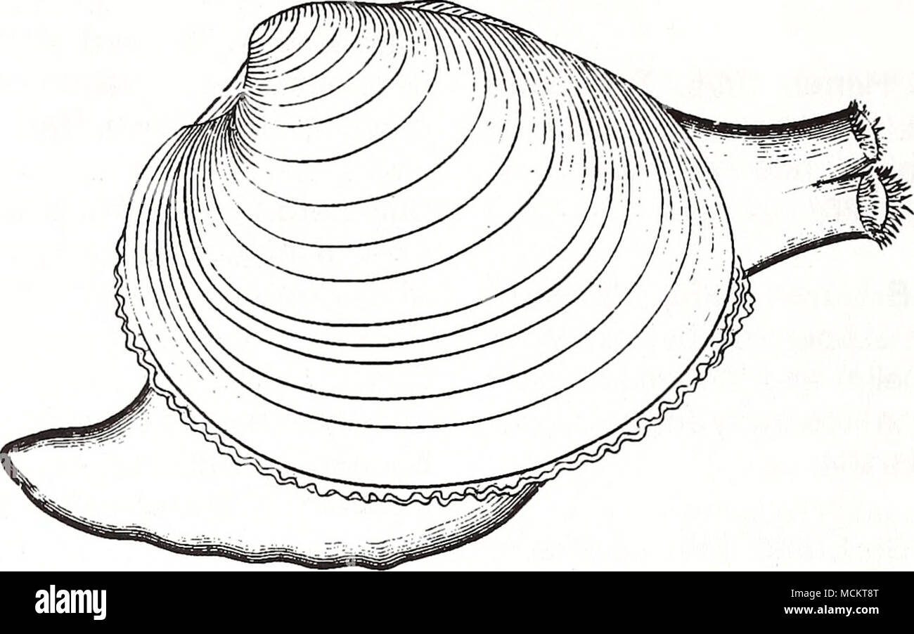 clam classification