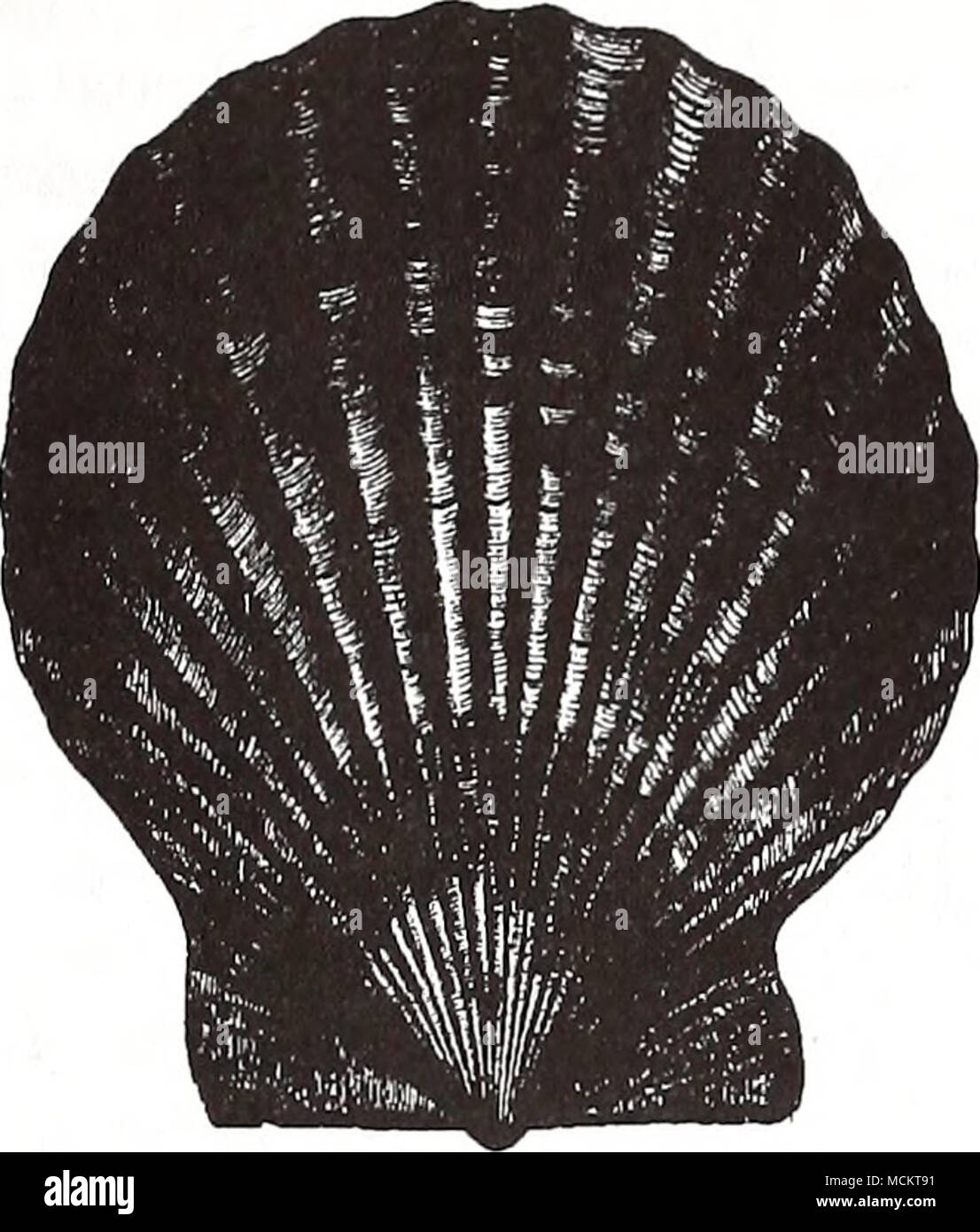 . 2 cm (from Goode 1884) Common Name: bay scallop Scientific Name: Argopecten irradians Other Common Names: Atlantic bay scallop, peigne bale de I'Atlantique (French), peine caletero atlantico (Spanish) (Fischer 1978). Classification (Turgeon et al. 1988) Phylum: Mollusca Class: Bivalvia Order: Ostreoida Family: Pectinidae Value Commercial: Bay scallops are harvested commer- cially by dredging, dip netting, raking, and hand picking (Peters 1978). Reported U.S. 1992 bay scallop land- ings were161.5 metric tons (mt), with a dollar value of $2.1 million (NMFS1993). This an important commer- cial  Stock Photo