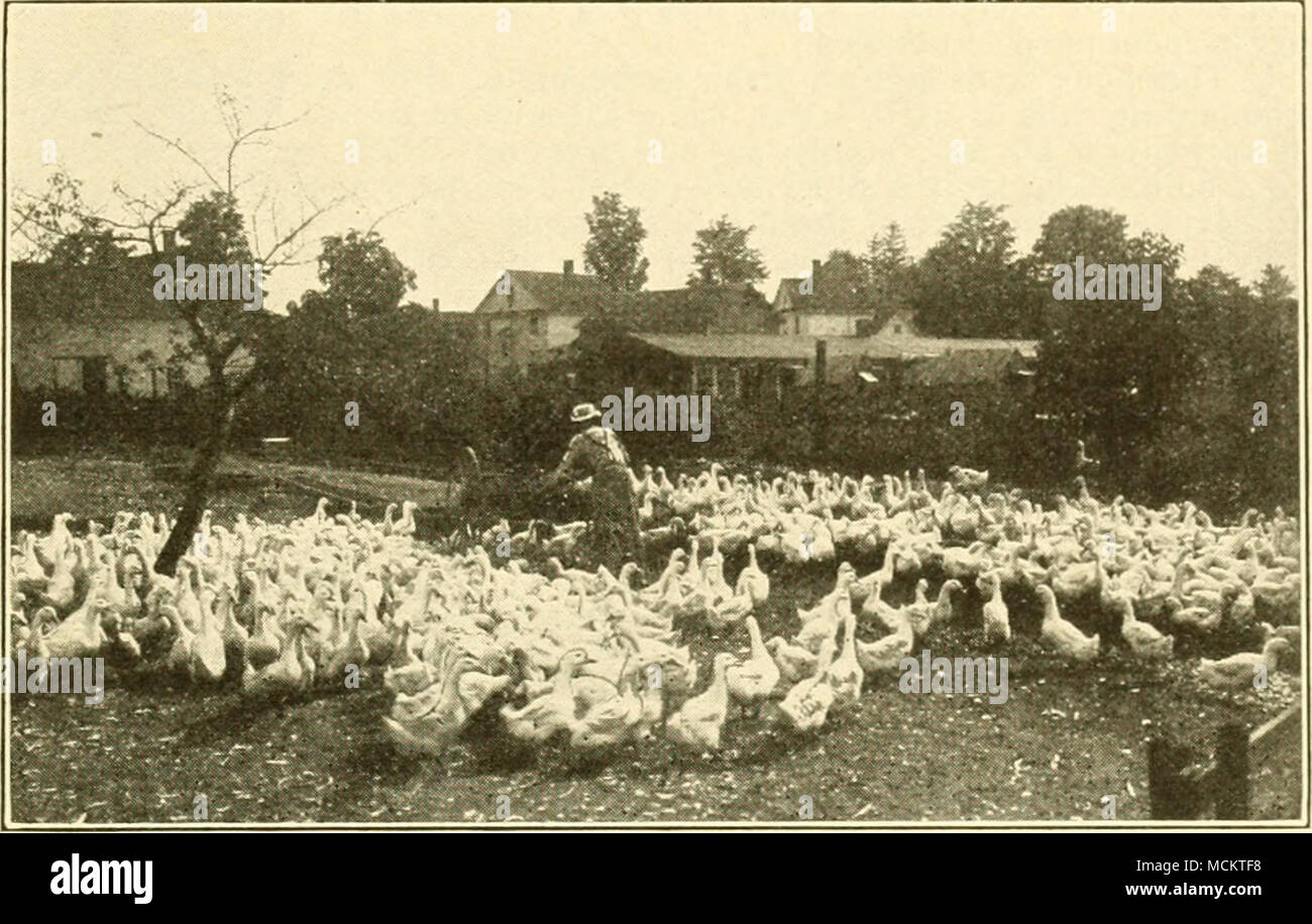 Ducks At Niagara Farm Lustration Shows The Feeder Attending To The
