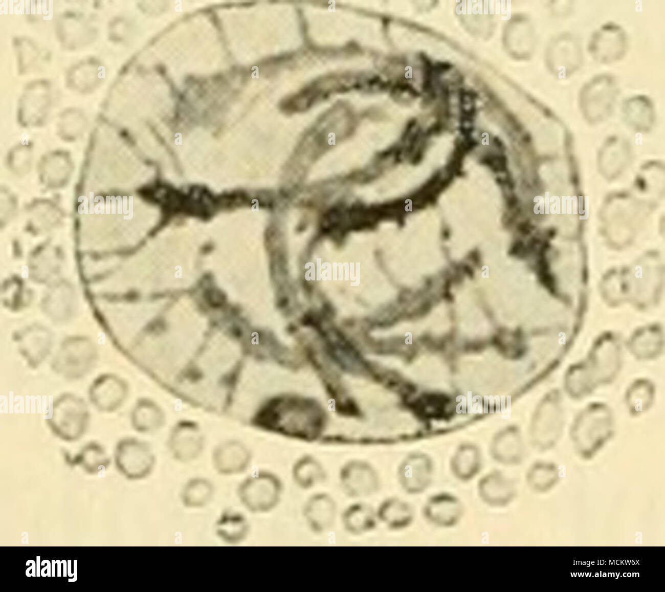 . »M a b c Fig. 22. Spermatozyten von Ascaris megalocephala bival. aus dem Anfang der Teil- zone mit drei Stadien aus der Bildung der Vierergruppe. (Nach 0. Hert- wig 1890, 1. c. Taf. II. Fig. 8, 10, 18.) a Zwei Gruppen von langen Chroma- tinfäden, die in der Mitte eng zusammenliegen, durch Linin verbunden, während ihre freien Enden auseinanderweichen, b Die Fäden sind mehr verkürzt, c Zwei Vierergruppen von kurzen gebogenen Chromosomen. In b und c sind ein resp. zwei Zentrosomen aufgetreten. Auf jüngeren Stadien untersucht, verlieren die Fäden die glatte Beschaffenheit ihrer Oberfläche und si Stock Photo