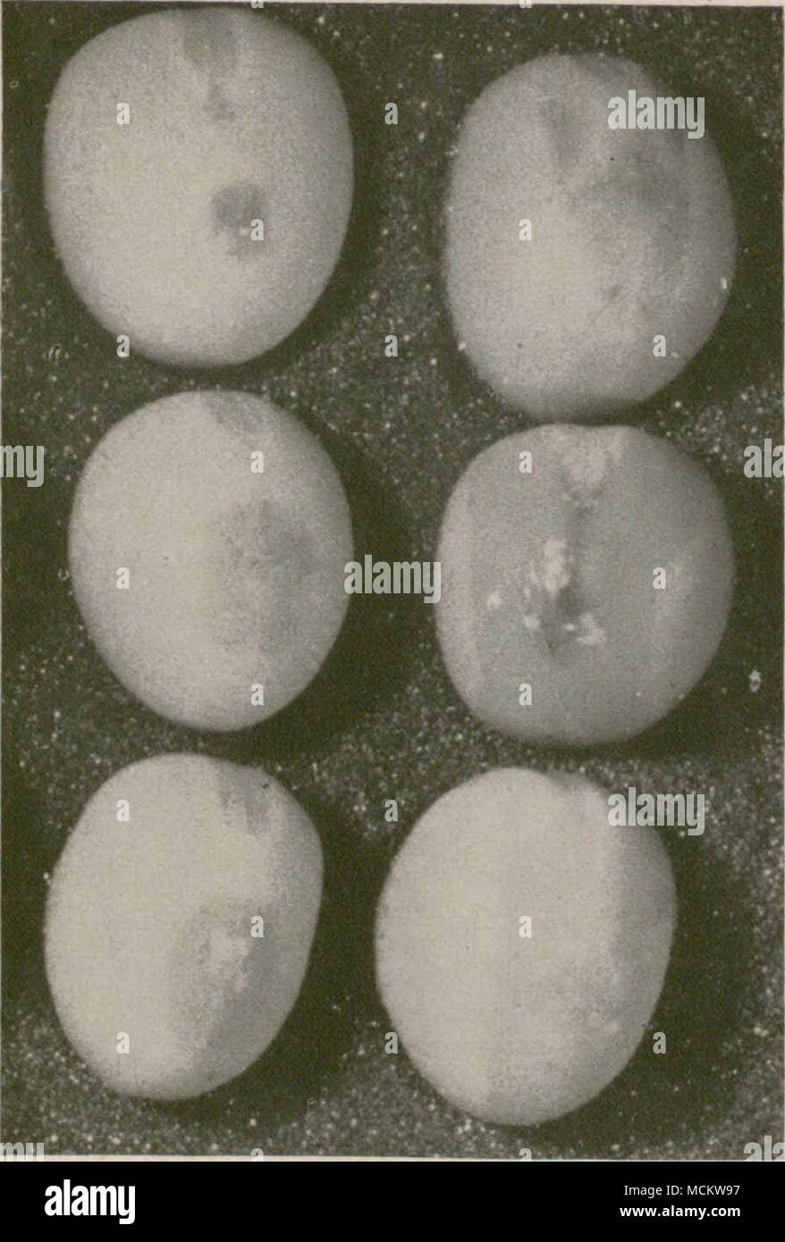 . Figure 26.—Pea seeds affected by bacterial blight. Note watersoaked areas. Ascochyta Blight Ascochyta pisi, A. pinodella, and Mycosphaerella pinocles Ascochyta blight is caused by one or more of the fungi named above. This disease is widespread and, occasionally, has been a serious threat to the seed and green-pea industries in areas of abundant moisture. Appearance—Somewhat similar though distinguishable, symptoms are caused by the three parasites. The leaf spots caused by M. pinodes are purplish with indefinite margins. Fusion of the spots results in irregular brownish-purple blotches. The Stock Photo