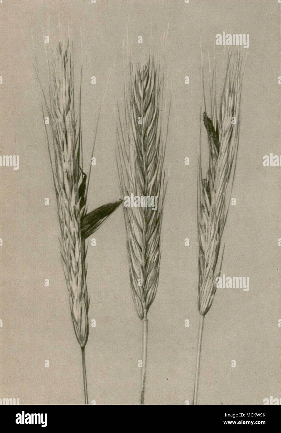 Ergot of rye hires stock photography and images Alamy