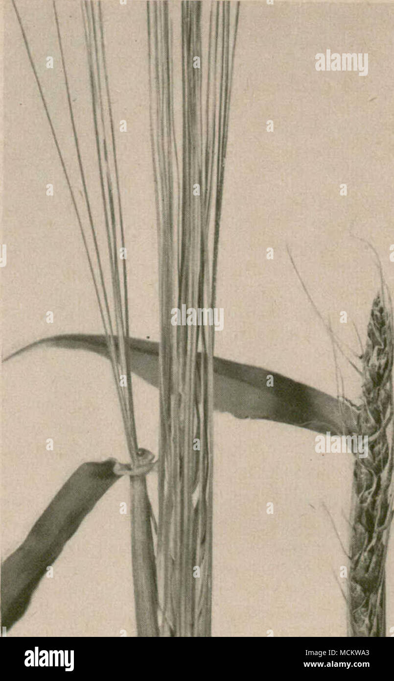 . Figure 10.—False Loose Smut Of Barley; Healthy Head And Two Smutted ...