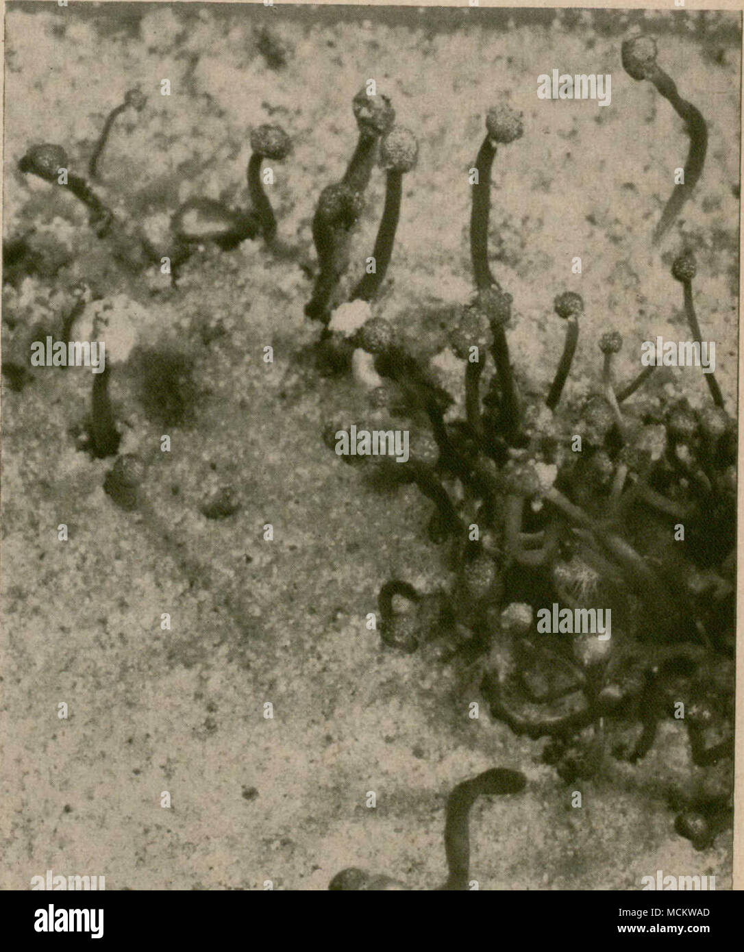 . Figure 2.—The fruiting structures produced by germinating ergot