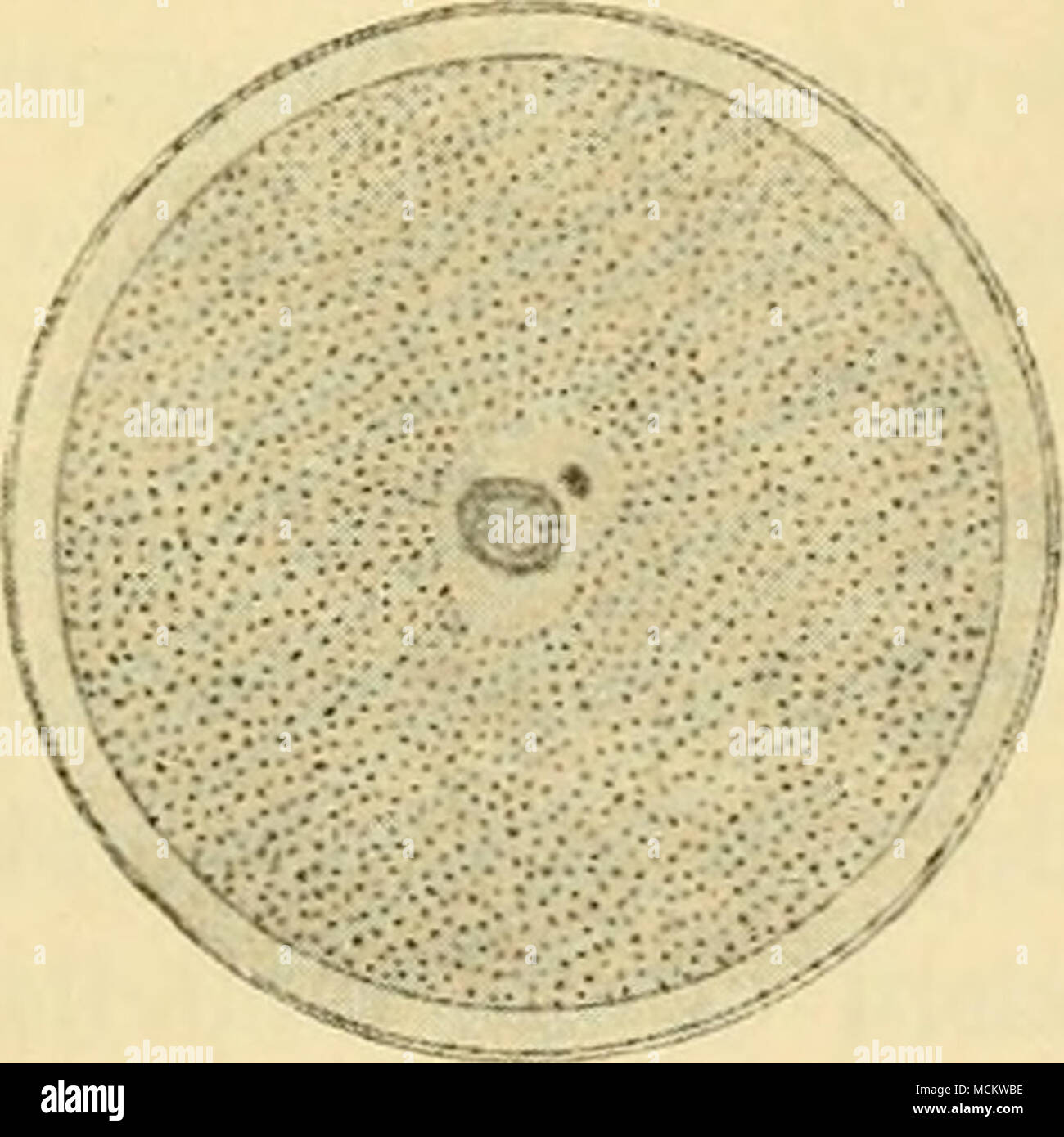 . Fig. 9 a—e. Stadien vom Befruchtungsprozess von Toxopneustes lividus nach 0. Hertwig (1875, 1. c. Taf. XI, Fig. 7, 8. 10, 13, 14). a. b, c am lebenden Ei beobachtet. d, e Nach Behandlung mit Osmiumsäure und Färbung in Bealeschem Karmin, a u. b 5 Minuten nach der Befruchtung. Einwandern des Spermakerns. c 10 Minuten nach der Befruchtung. Ei- und Spermakern berühren sich, d 5 Minuten, e 10 Minuten nach der Befruchtung. Stock Photo