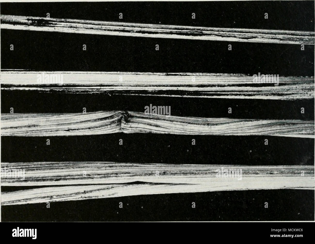 Rye smut hi-res stock photography and images - Alamy