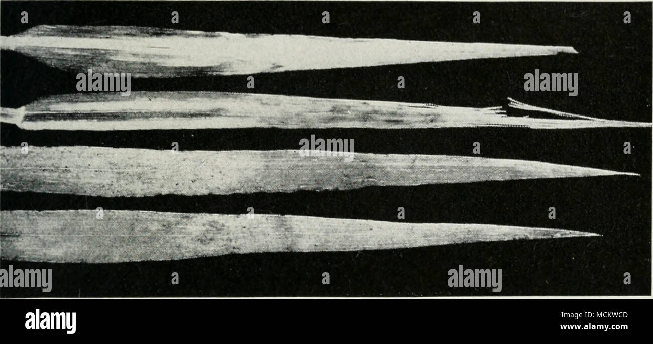 . Fig. 43.—Bacterial blight of barley. Infection of barley leaves results in the production of translucent stripes of various sizes; the stripes may become covered with small, yellow granules of dried bacterial ooze. of leaves may be similar. Ordinarily the disease does not attract attention until plants are about two-thirds grown. Under humid conditions, especially early in the morning, droplets of milky bacterial exudate may be seen on the surface of diseased spots. These droplets dry into hard, yellowish, resinous granules, which may be removed easily as dry flakes from the leaf surfaces. T Stock Photo