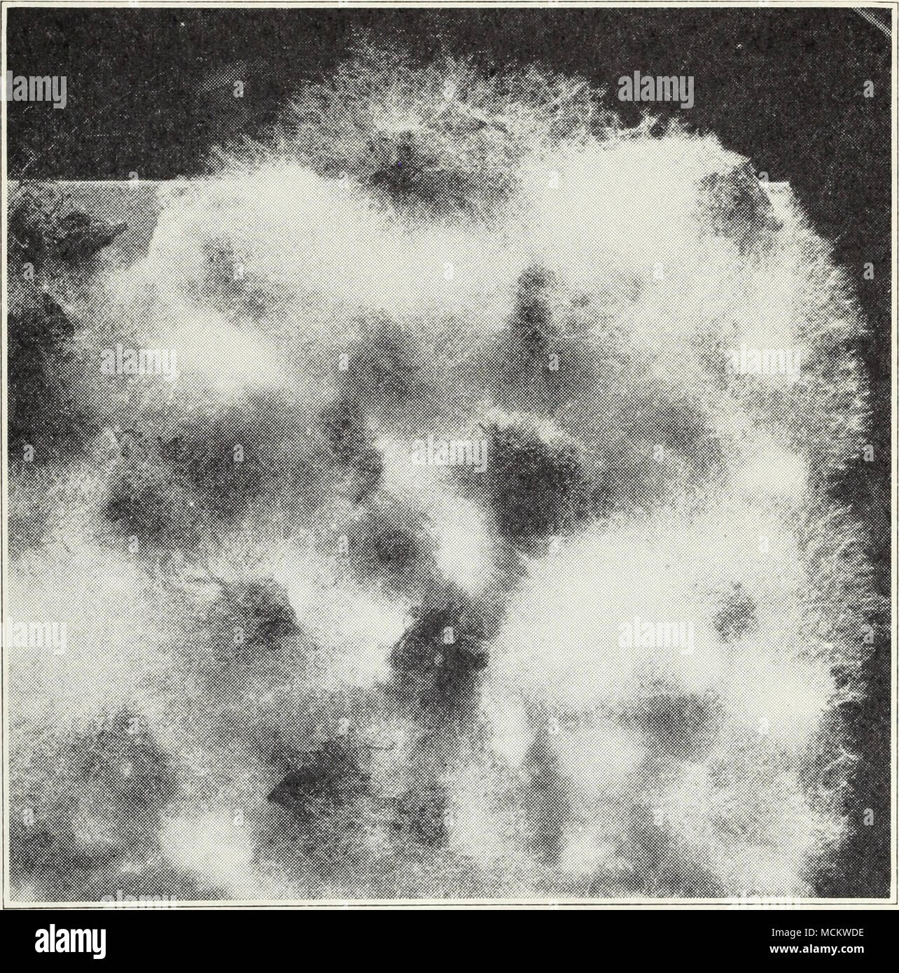 . Fig. 40.—Cottony-mold fungus. (From Ext. Cir. 118.) and develops an abundant growth of pure-white, cottony, fluffy mold upon the affected tissue (fig. 40). This is a soil fungus which ordinarily grows upon dead vegetable matter, but when moisture is abundant, it may attack living plants, fruit, or vegetables. The fungus forms no spores of any kind upon the white mold, but when there is plenty of moisture, this growth may spread very rapidly. Embedded in it and upon the affected plant parts are seen roundish, black, solid bodies of various sizes up to about % inch long and % inch in width or  Stock Photo