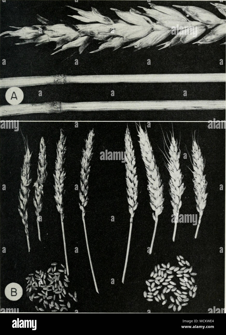 . Fig. 7.—Glume blotch of wheat. The causative fungus attacks the heads most often. On the heads it produces brownish blotches near the tip of the chaff. A, on which spore-bearing bodies are relatively rare. Also, it attacks the joints, .4, discoloring them and producing tiny, black, spore-bearing bodies in the lesions. Severely infected heads. B, left, are chocolate-brown and they produce shriveled kernels, B, left. Diseased heads and kernels are smaller than healthy heads and kernels, B, right. Stock Photo