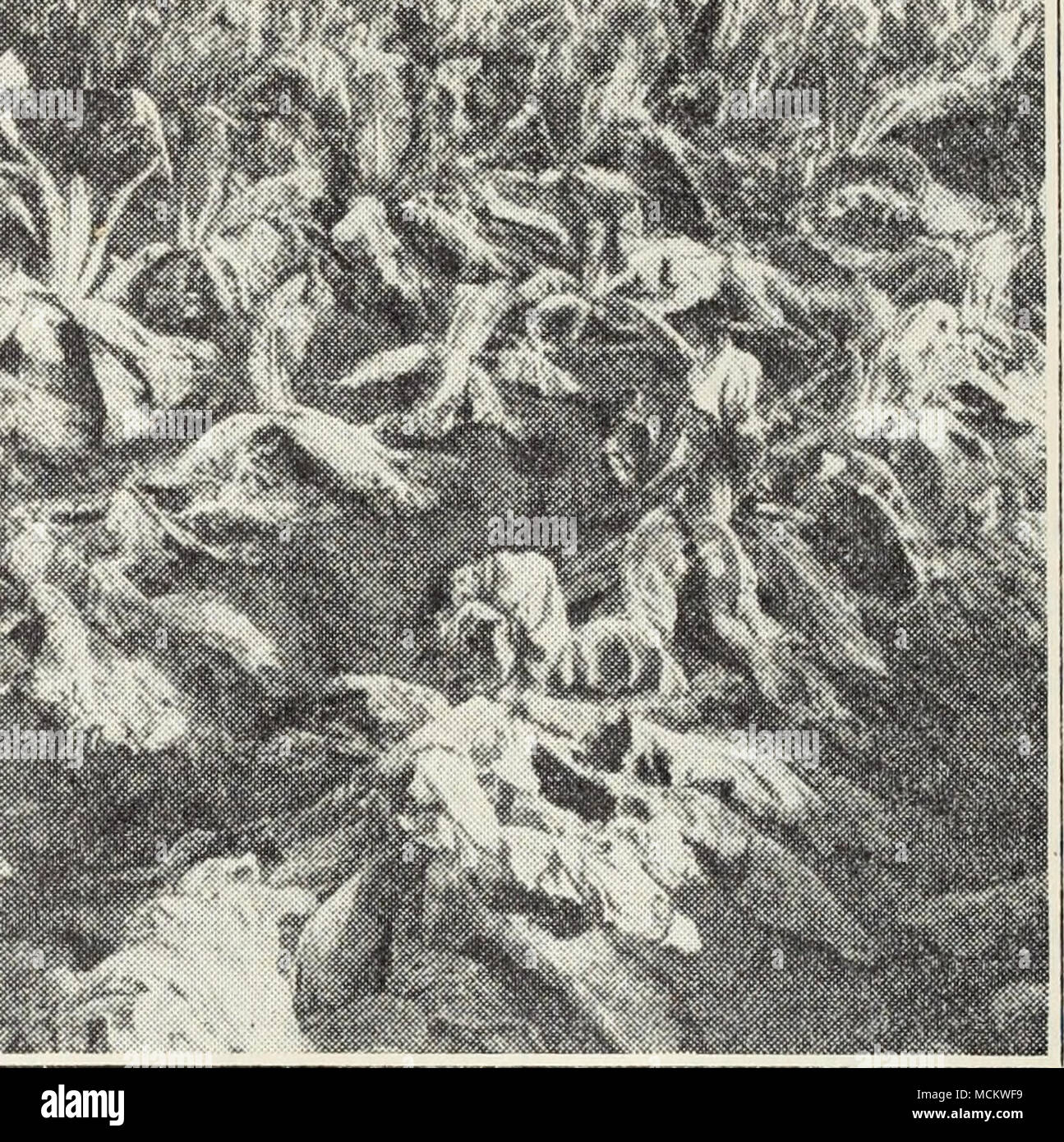 . Fig. 23.—Cauliflower plants affected by root rot in a low, wet corner of the field. fected plants is the only method known at present for holding these virus diseases in check. White Rust.—In this disease, the stems, leaves, or flower stalks may be swollen and deformed. White, blisterlike, spore pustules of the fungus. Albugo Candida, appear on the surface. The disease is not often serious, but is most common on radish and certain cruciferous weeds like shep- herd's purse. Affected plants should be destroyed. Yellows.—This is a very serious disease of cabbage in many parts of the country but Stock Photo