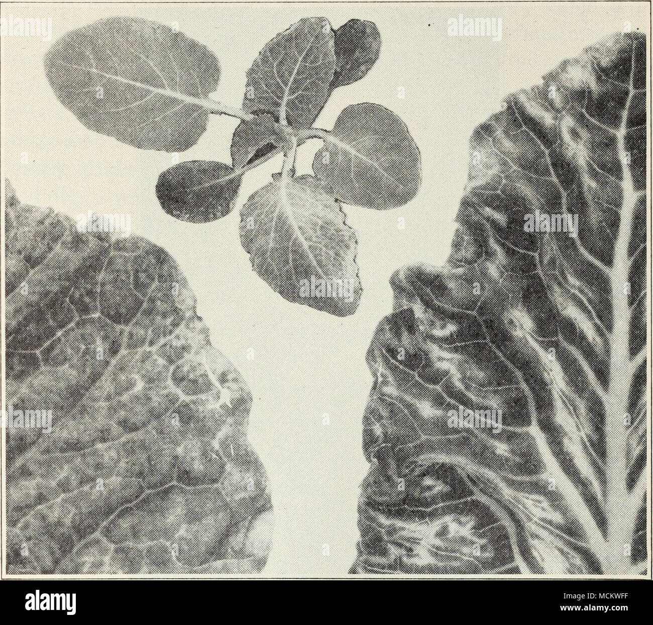 . Fig. 20.—Cauliflower mosaic on seedling and older leaves. atures. Black rot is controlled successfully by seed treatment and other precautions given under &quot;Control of Crucifer Diseases&quot; (p. 44). Cabbage Black Ring.—Infected plants are sometimes dwarfed, but the principal damage from this virus disease results from necrotic spotting of the outer or older leaves which must be removed before mar- keting. When the spots first appear, they are green and vary from %6 to Ys of an inch in diameter; later a brown ring surrounds the green centers; finally the spots turn dark-brown to black,  Stock Photo