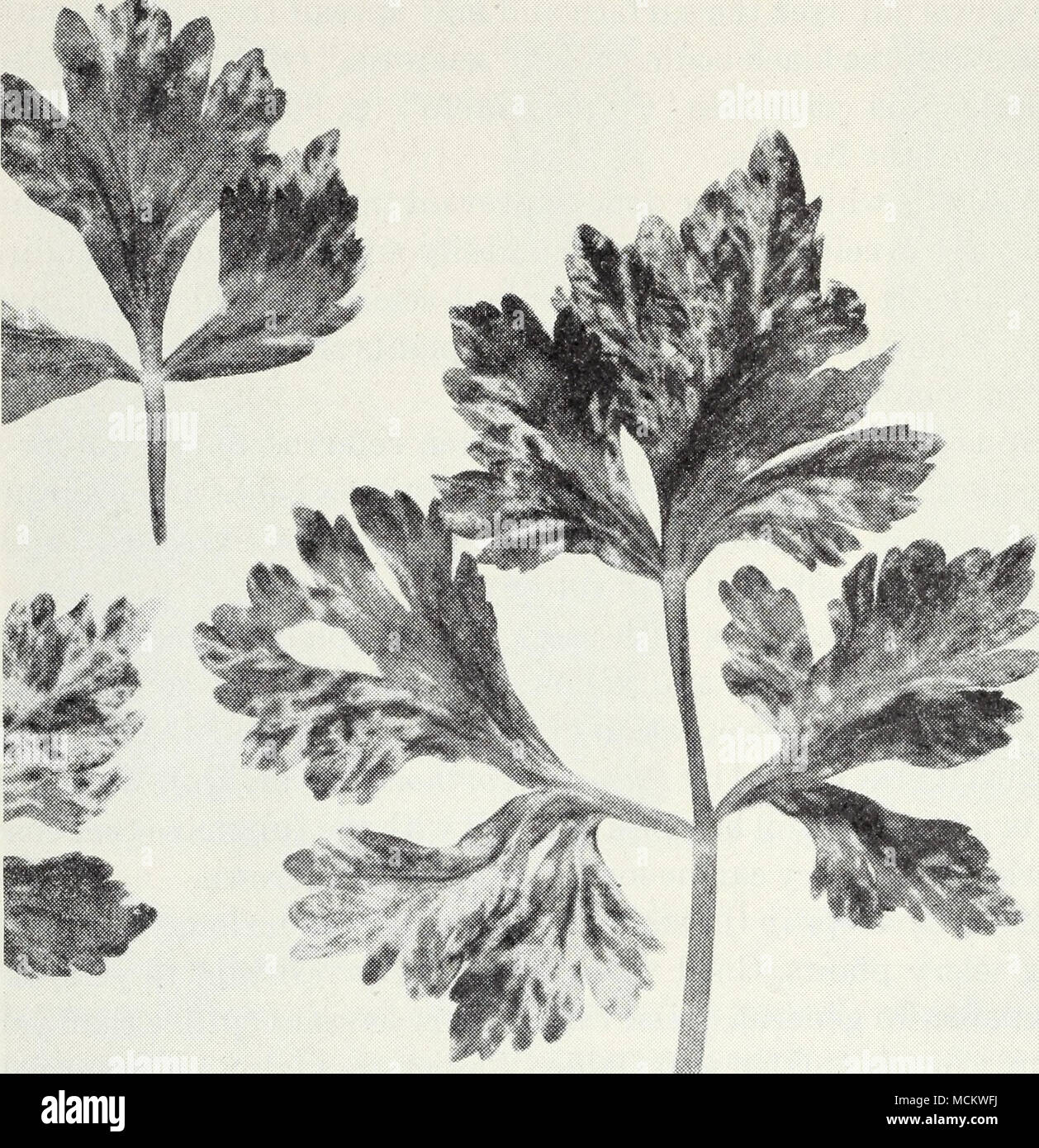 . Fig. 16.—Western celery mosaic. fonia, including those called &quot;calico,&quot; &quot;yellow spot,&quot; and &quot;ring spot,&quot; as well as aster yellows (p. 29) and spotted wilt (p. 33). These are much less important than western celery mosaic, which is a serious disease in most celery-growing districts of the state. Spraying to control aphids may help to prevent the spread of mosaic. For this purpose, nicotine may be added to the sprays used for blight (p. 30). In one part of the state, the control of mosaic has been attempted by the legal establishment of a &quot;celery-free period&q Stock Photo