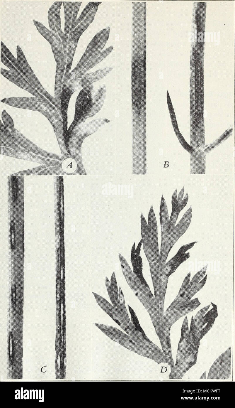 . Fig. 11.—Carrot blight: A, early (Cercospora) on leaf; 5, same on stem; C, late (Macrosporium) on stem; D, same on leaf. (All enlarged.) Stock Photo