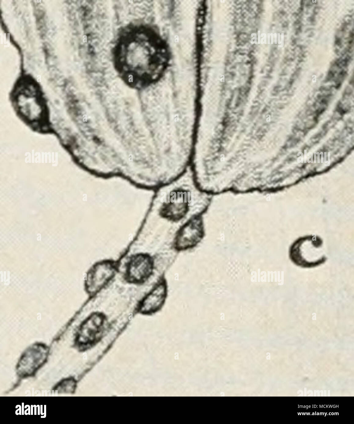 . Fig. 69. Celery Diseases. a. Septoria leaf spot on leaf, b. Septoria leaf spot on leaflet, c. Septoria lesions on celery seed, d. Septoria spots showing pycnidial bodies, e. cross section showing pyncidium and pycnospores of Septoria pelroselini (a, c, and e after Coons and Levin). Stock Photo