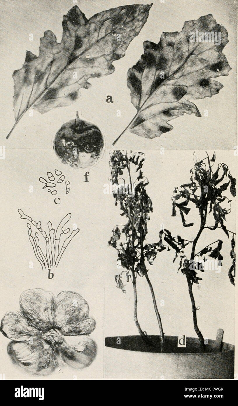. Fig. 67, Tomato Diseases. a. Cladosporium leaf mold, 6. conidiophores of Cladosporium fulvum. c. conidia of C. juhmm, (6. and c. after Southworth), d. two plants artificially infected with iicUrolium Rolfsii, e. sunburn, /. Macrosporium rot. Stock Photo