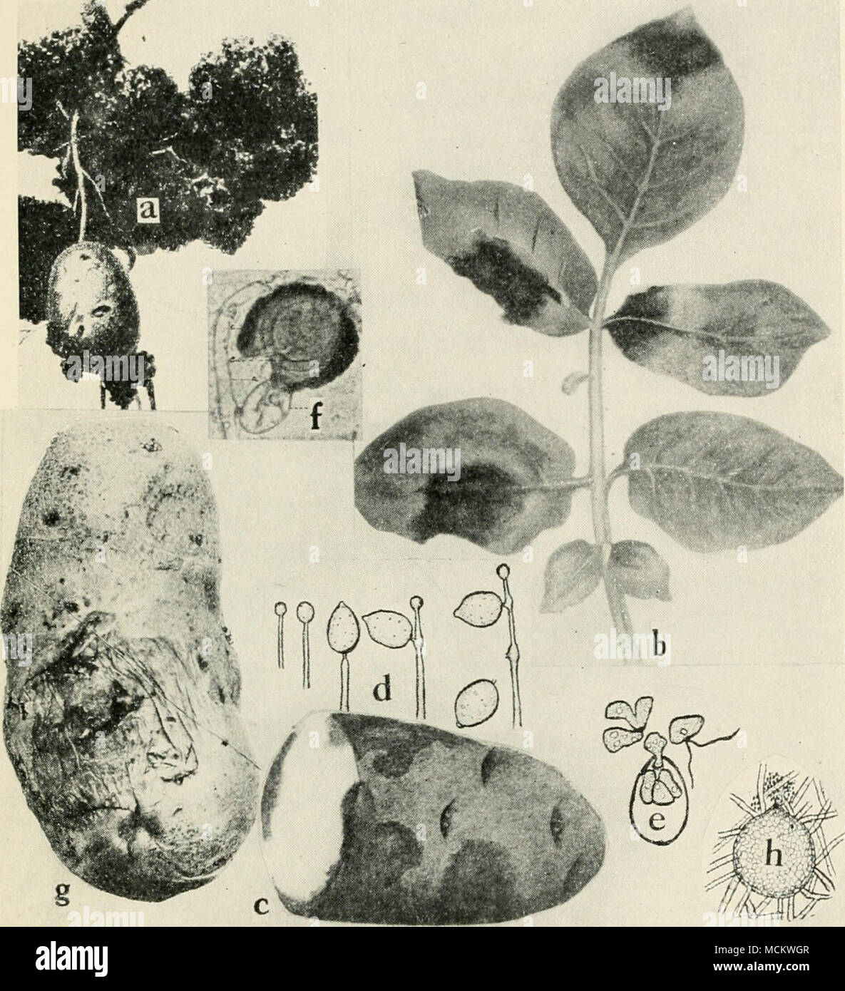 . Fig. 6i. Potato Diseases. a. Black wart (after Gussow), b. late blight on foliage, c. late blight on tuber, d. successive stages of the development of the conidia of Phyiophthora infestans (b. and d. after L. R. Jones), e. germination of conidia of Phytophlhora infestayis, bv means of zoopores (after Ward),/, mature oogonium of P. infestans (after Clinton)'. R. melters. surface view, early stage of infection, h. pycnidium of Phoma tuberose (after Melhus and Rosenbaum). Stock Photo