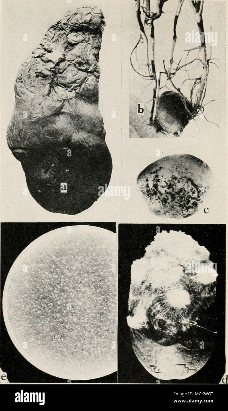 . Fig. 63. Potato Diseases. a. Powdery dry rot, b. Rhizoctonia lesion on young potato sprouts (after W. A. Orton), c. Rhizoctonia sclerotia on seed potato tubers, d. melters, artificially in- duced by inoculating with a pure culture of Sderoltum Rolfsii. e. pure culture of 5. Rolfsii. Stock Photo