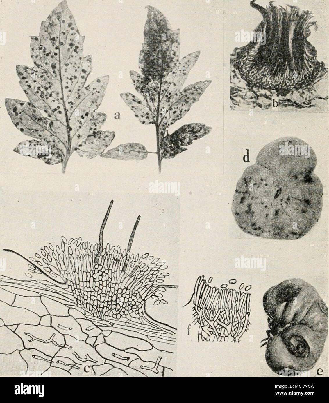 . Fig. 66. TOxMato Diseases. a. Septoria leaf spot, b. section through a pycnidium of Septoria lycopersici (after Levin), c. section through acervulus of Colletolrichum phomoides (after Venus Pool), d. anil e. Melanconium rot, /. section through an acervulus of the Melan- conium fungus {d. to f. after Tisdale). Stock Photo