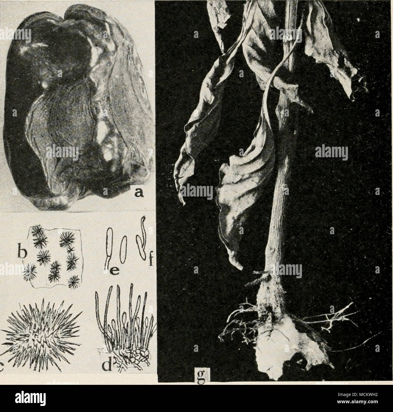 . Fig. 57. Diseases of the Pepper. a. Anthracnose on fruit, b. anthracnose spot showing acervuli, c. acervulus greatly magnified, d. section through acervulus of Glomerella piperata, showing seta?, conidiophores, and conidia, e. conidia, /. germinating conidium, g. Southern blight. Stock Photo