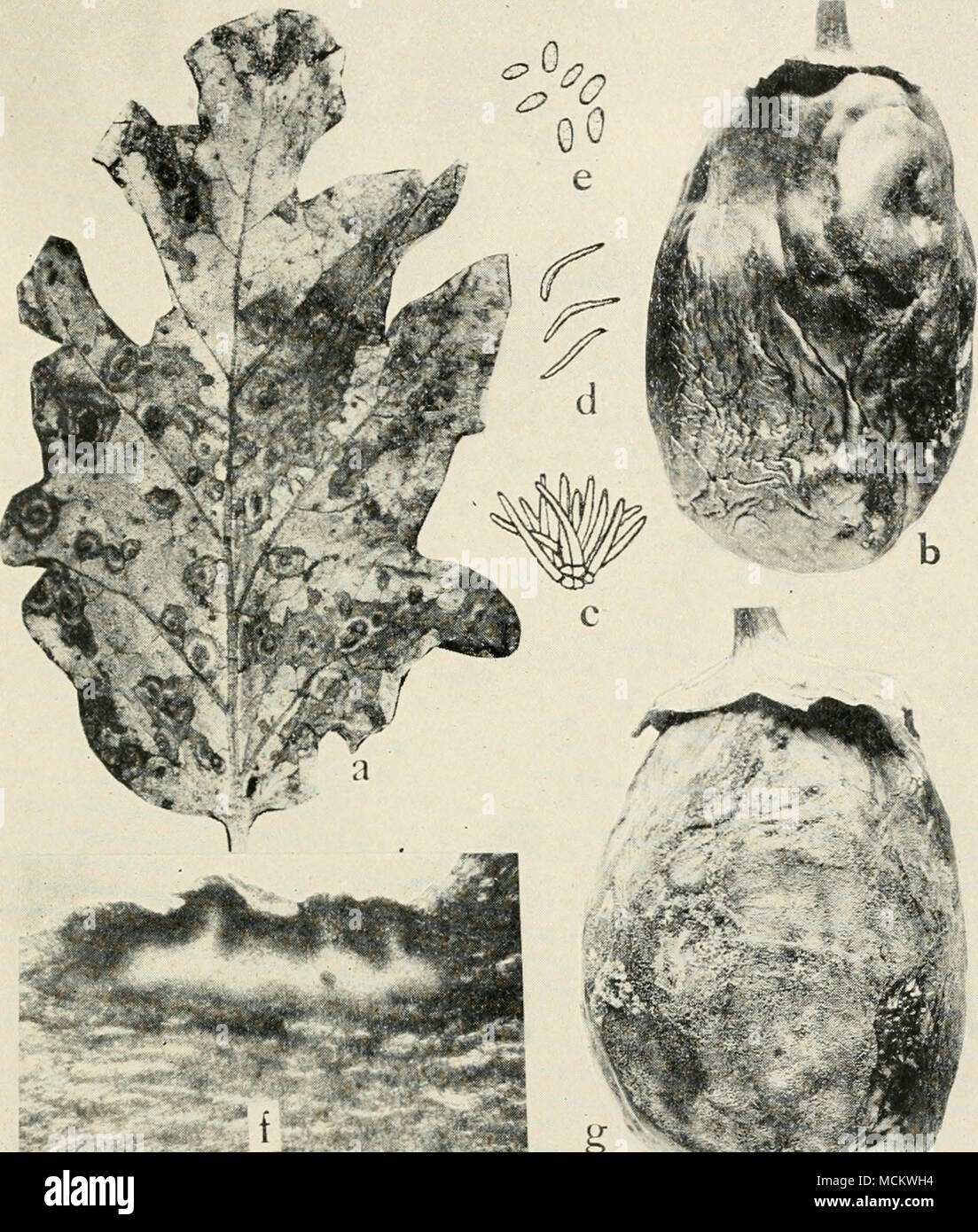 . Fig. 56. Egg-Plant Diseases. a. Phomopsis of leaf, 6. Phomopsis on fruit, c. conidiophores, rf. stylospores, e. pycnospores of Phomopsis vexans, f. photomicrograph of a cross section through an infected calyx of an egg plant showing pycnidia of P. vexans (c. to f. after Harter), g.. anthracnose on egg-plant fruit. Stock Photo