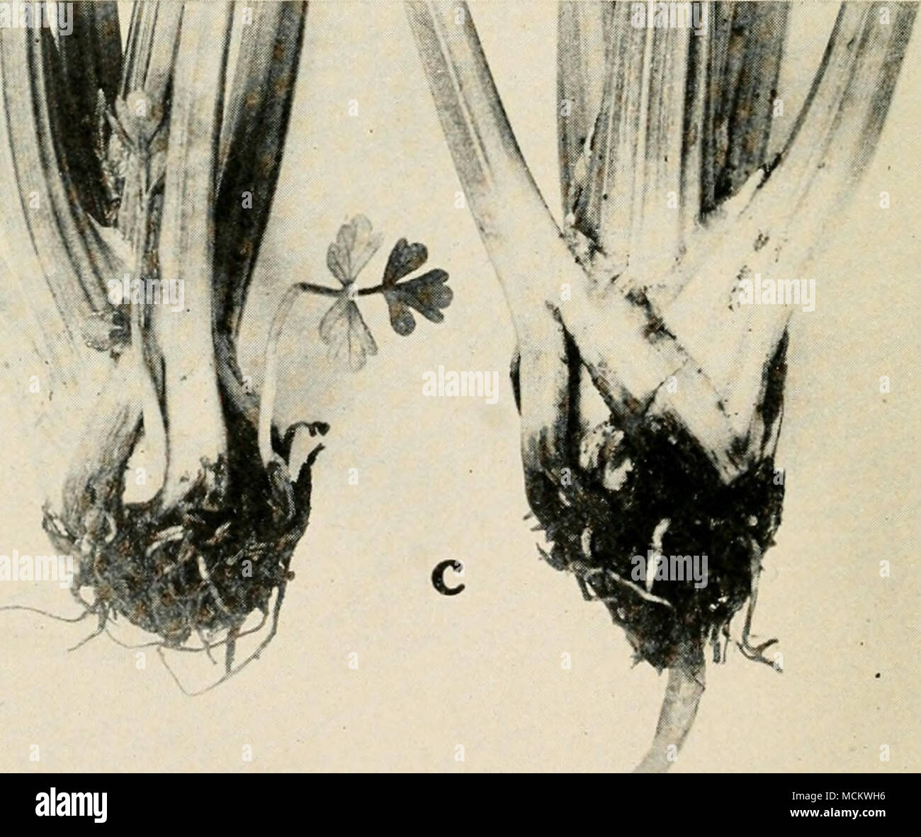 . Fig. 70. Celery Diseases. a. Cercospora leaf spot, b. conidiophores and conidia of Cercospora apii (afterDuggar and Baily), c. Rhizoctonia root rot. Stock Photo