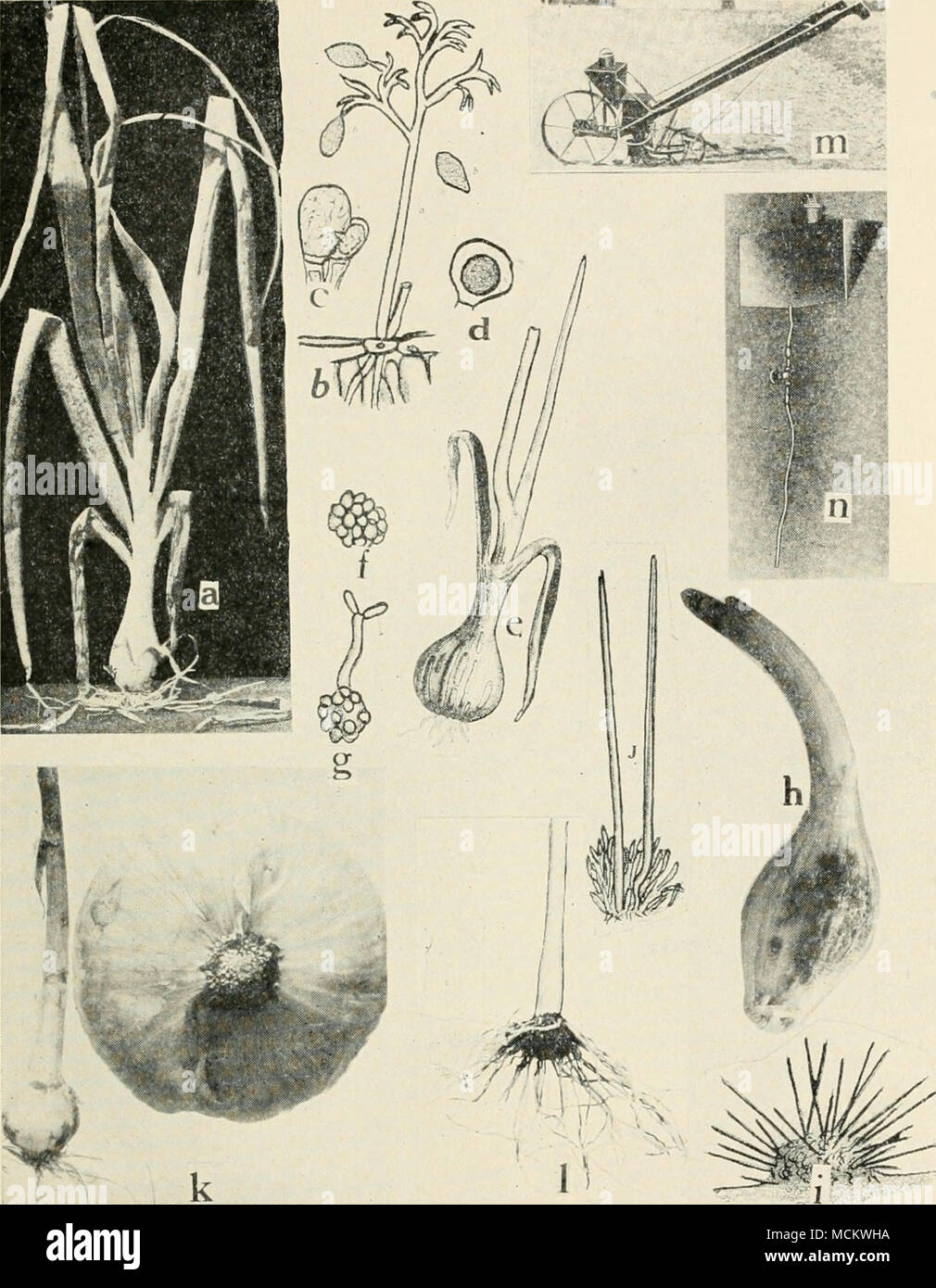 . Fig. 54. Onion Diseases. a. Downy mildew, 6. mature conidiophore and conidia of Peronospora schleideni, c. fertilization of the female oogonium by the male antheridium, d. oospore (a. to d. after Wh2tzel), e. onion smut, /. spore ball of the smut fungus, g. spore germina- tion, formation of sporidia at x, h. Vermicularia anthracnose, i. section through acervulis of Vermicularia circinans, j. setas and spore formation in 1-'. circinans {e. to g., i. and i. after Thaxter), k. pink root of onion, healthy and diseased bulbs, /. pink root of onion showing nipple formation, m. a formaldehyde drip  Stock Photo