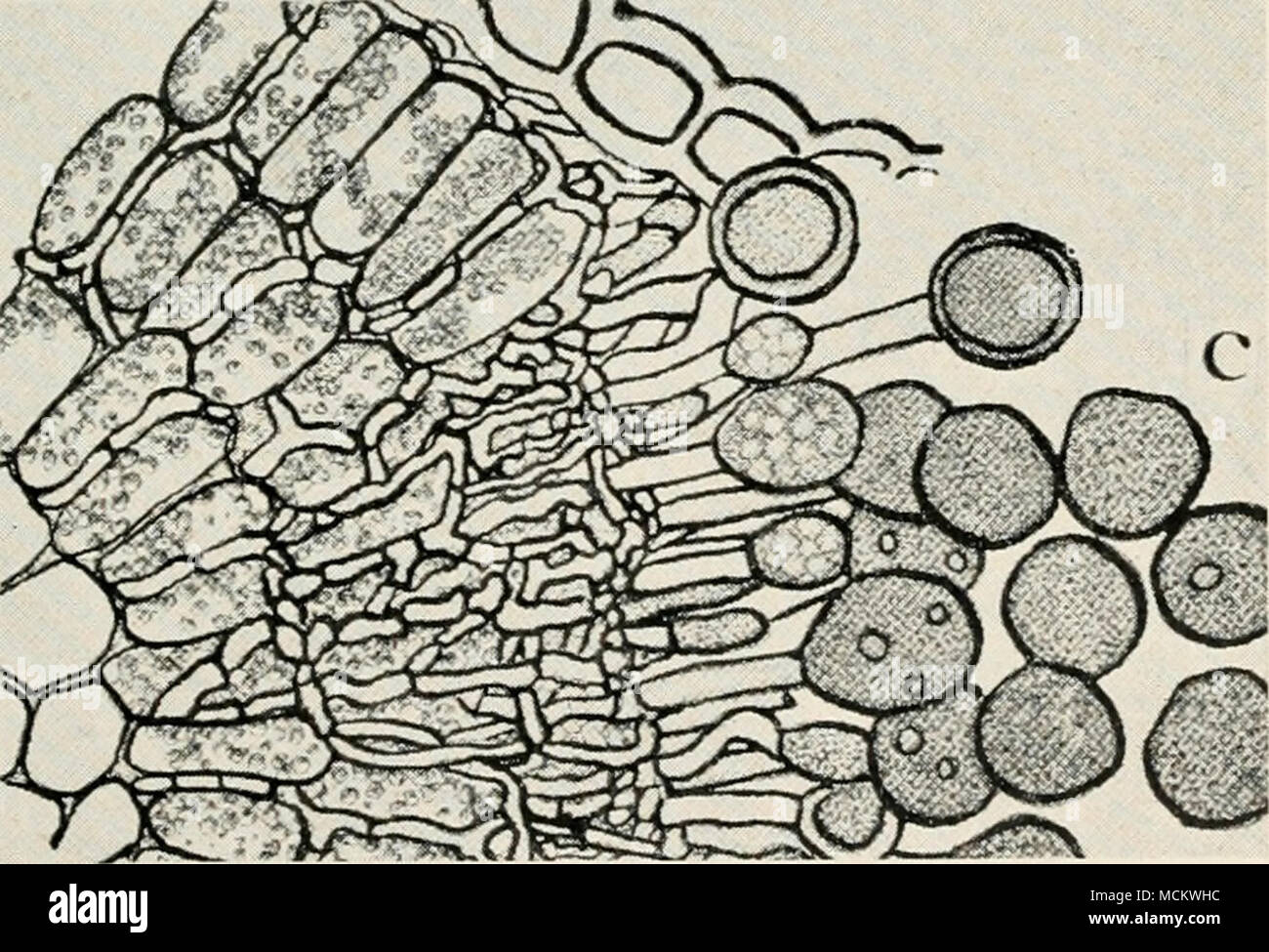 . Fig. 52. Asparagus Diseases. a. Asparagus rust on stems, showing sori with winter spores, b. cluster cup stage of Puccinia asparagi, c. Uredo or summer spores of P. asparagi, d. Teleuto or winter spores of P. asparagi (6. to d. after R. E. Smith). Stock Photo