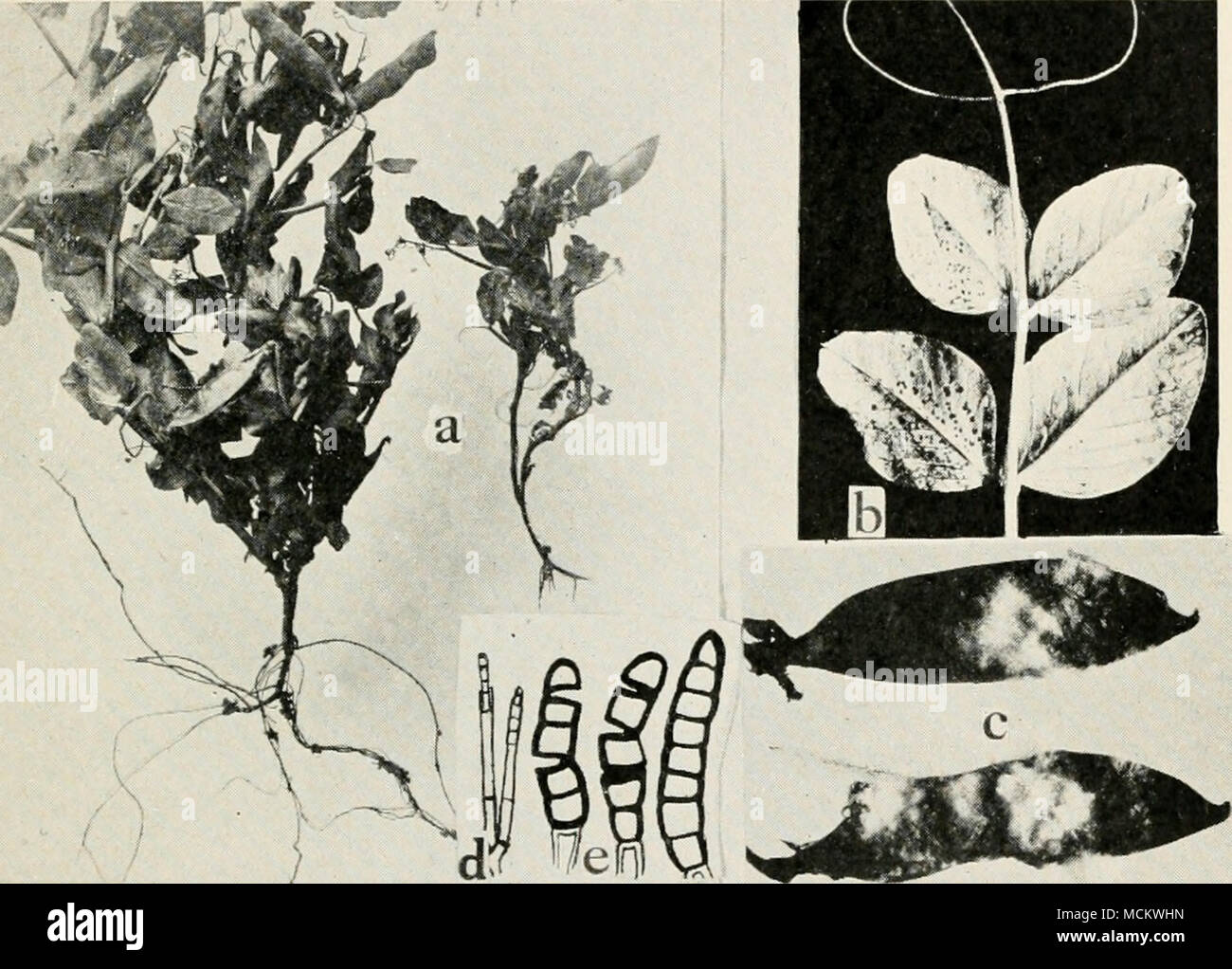 Fig. 51. Diseases of the Garden Pea and Bean. a. Thielavia root rot, to the  right diseased plant with no root system, to the left healthy, b. stomatal  leaf infection by