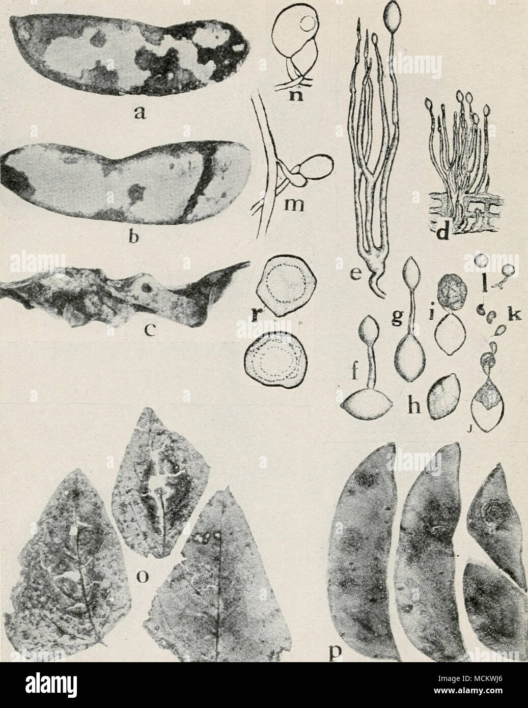 . Fig. 48. Diseases of Lima Bean. a. h. c. different stages of downy mildew on pods, d. tuft of conidiophores and conidia of Phylhophthora phaseoli, e. same as d. but greatly enlarged, /. g. conidia germinating by means of a germ tube, h. i. j. k. germination of conidia by means of zoospores, /. germinating zoospores {d. to /. after Thaxter), m. n. fertilization of the oogonium by the antheridium, o. Phoma blight on foliage, p. Phoma blight on pods (o. and p. after Halsted), r. mature oospores of P. phaseoli (a. to c, m. n. and r. after Clinton). Stock Photo