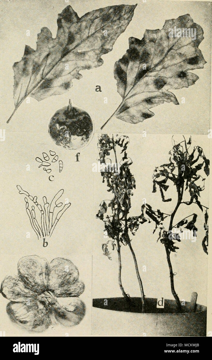 . Fig. 67. Tomato Diseases. a. Cladosporium leaf mold, b. conidiophores of Cladosporium fulvum c conidla of ^â Jr'r&quot;&quot;&quot;' i*)/&quot;'^ 'â ^^l&quot; Southworth). d. two plants artific&quot;ally^nfected with Sderotium Rolfsn, e. sunburn, /. Macrpsporium rot. &quot;ueciea wun Stock Photo