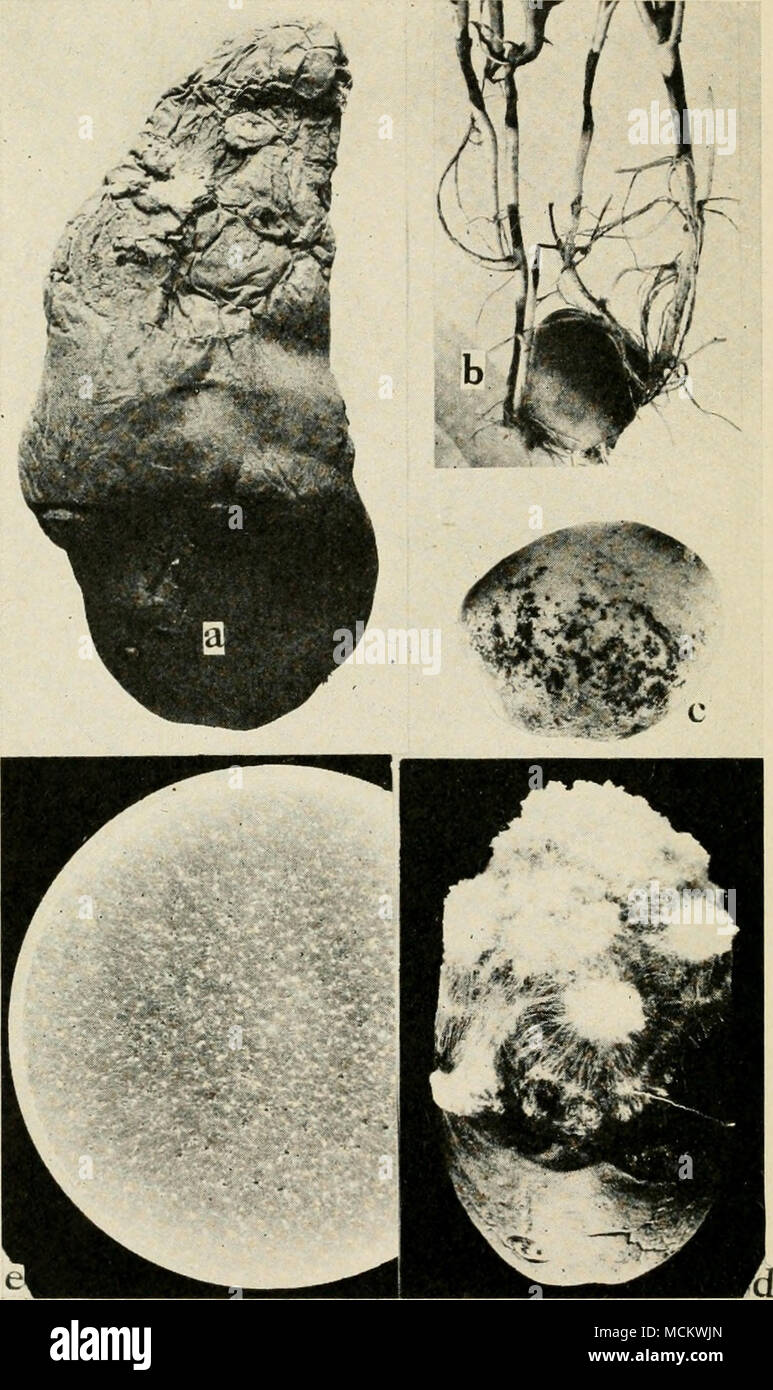 . Fig. 63. Potato Diseases. a. Powdery dry rot, b. Rhizoctonia lesion on young potato sprouts (after W. A. Orton), c. Rhizoctonia sclerotia on seed potato tubers, d. melters, artificially in- duced by inoculating with a pure culture of Sderotium Roljsii. e. pure culture of S. Rolfsii. Stock Photo