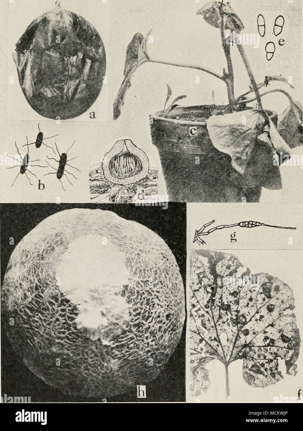. Fig. 38. Cantaloup Diseases. a. Soft rot, b. individual germs of soft rot (a. and b. after Giddings), c. young cantaloup plant artificially inoculated with Mycospharella wilt, d. section through a perithecium of Mycospharella citrullina, showing immature asci, e. ascospores of M. citrullina (r. to e. after Grossenbacher),/. Alternaria leaf blight, g. Conidiophores and spore of Macrosporium cucumerinum (after Chester), h. Southern blight. Stock Photo