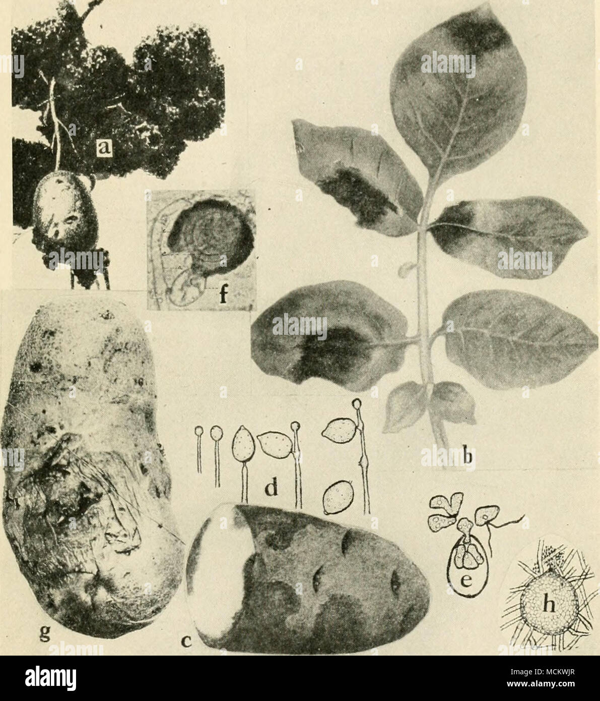 . Fig. 6i. Potato Diseases. a. Black wart (after Giissow), b. late blight on foliage, c. late blight on tuber, d. successive stages of the development of the conidia of Phyiophlhora infeslans (b. and d. after L. R. Jones), e. germination of conidia of Phytophthora infestuns, by means of zoopores (after Ward),/, mature oogonium of P. infcstans (after Clinton), g. melters, surface view, early stage of infection, h. pycnidium of Phoina titberosa (after Melhus and Rosenbaum). Stock Photo