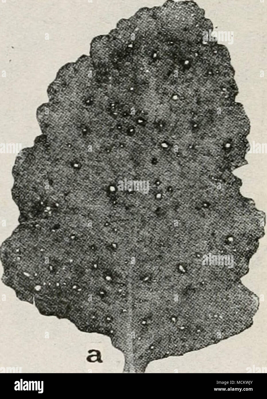 . Fig. 37. Turnip Disease. a. Macrosporium leaf spot, h. Macrosporium hercuUum, showing conidiophores and conidia, c. individual conidium of M. herculeum {a. to c. after F. C. Stewart). Stock Photo
