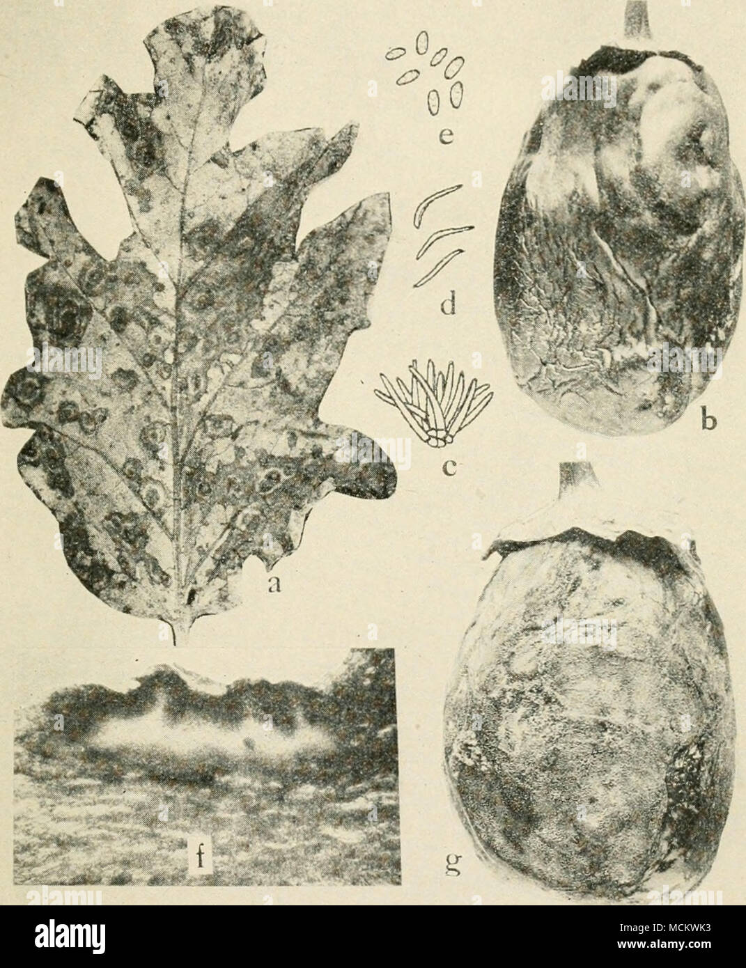. Fig. 56. Egg-Plant Diseases. (7. Phomopsis of leaf, 6. Phomopsis on fruit, c. conidiophores, &lt;f. stylospores, e. pycnospores of Phomopsis vexans, f. photomicrograph of a cross section through an infected calyx of an egg plant showing pycnidia of P. vexans (c to/, after Harter), K. anthracnose on egg-plant fruit. Stock Photo