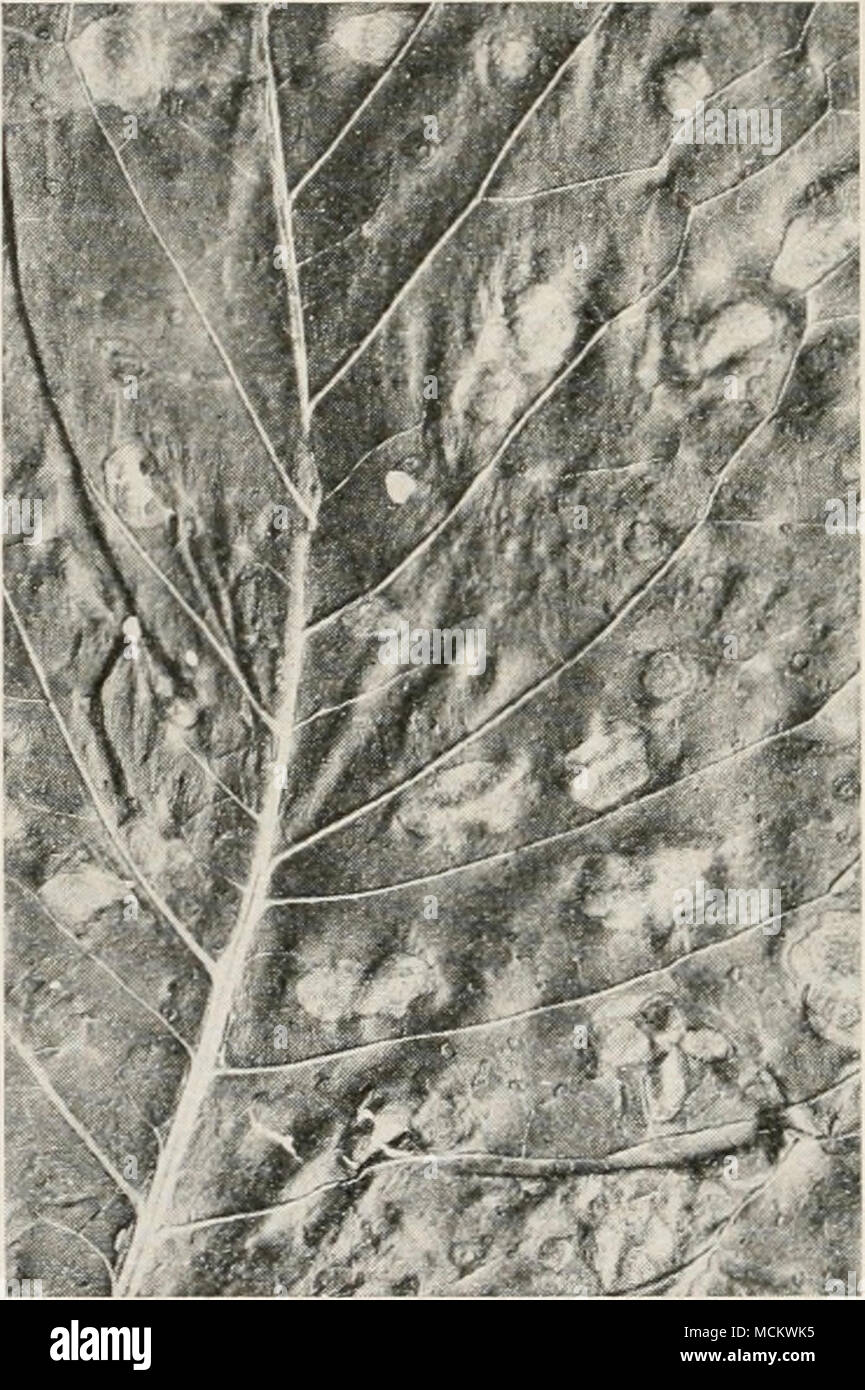 . Fig. 34. Cercospora Leaf Srcrr OF Horse Radish. Stock Photo