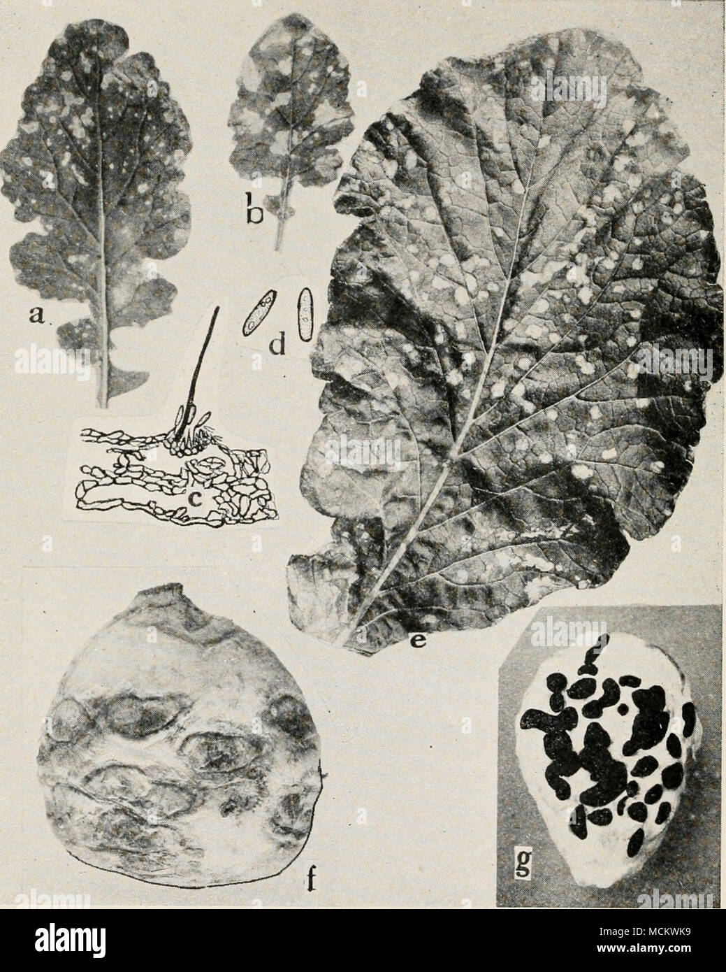 . Fig. 36. Turnip Diseases. a. and h. Anthracnose, c. cross section through acervulus, d. anthracnose spores, e. Cylindrosporium leaf spot, /. Phoma rot, g. Sclerotinia rot (r. and d. after Higgins). Stock Photo