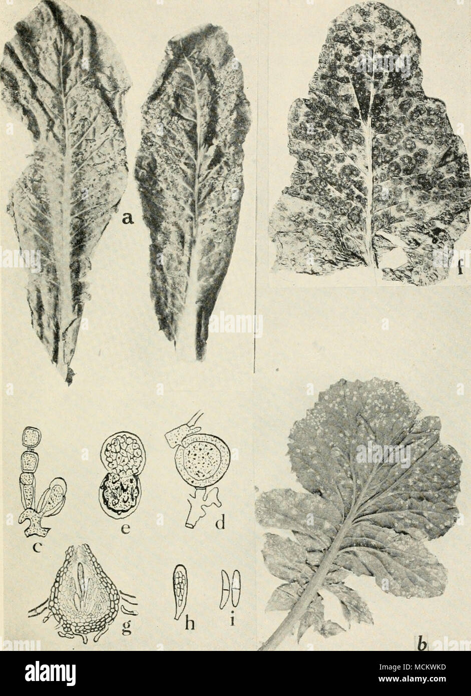 . Fig. 33. Diseases of the Cauliflower and Radish. a. Spot disease of cauliflower (after McCuUoch), b. white rust of radish, c. conidio- phore of the white rust fungus, Cystopus candidus, d. fertilization in Albugo Candida, e. germination of the oospore of Albugo Candida, f. ring spot on cauliflower head. g. perithecium of Mycosphcerella brassicicola, h. ascus of MycosphcrrcUa brassicicola, i. ascospores of Mycosphmrella brassicicola (g. to i. after Osmun and Anderson). Stock Photo