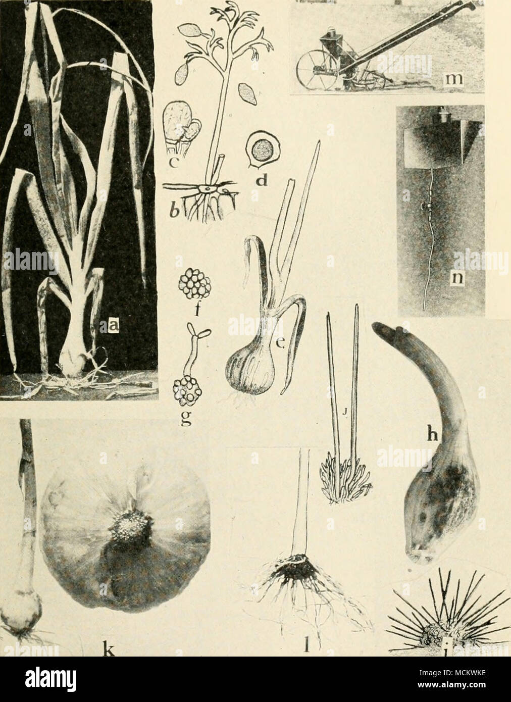 . , n ^i;&quot; Fig. 54. Onion Diseases. a. Downy mildew, b. mature conidiophore and conidia of Peronospora schleideni, c. fertilization of the female oogonium by the male antheridium, d. oospore (a. to d. after Wh^tzel), e. onion smut, /. spore ball of the smut fungus, g. spore germina- tion, formation of sporidia at x, h. Vermicularia anthracnose, i. section through acervulis of Vermicularia cirdnans. j. setae and spore formation in V. circinans {e. to g., i. and j. after Thaxter), k. pink root of onion, healthy and diseased bulbs, I. pink root of onion showing nipple formation, m. a formald Stock Photo