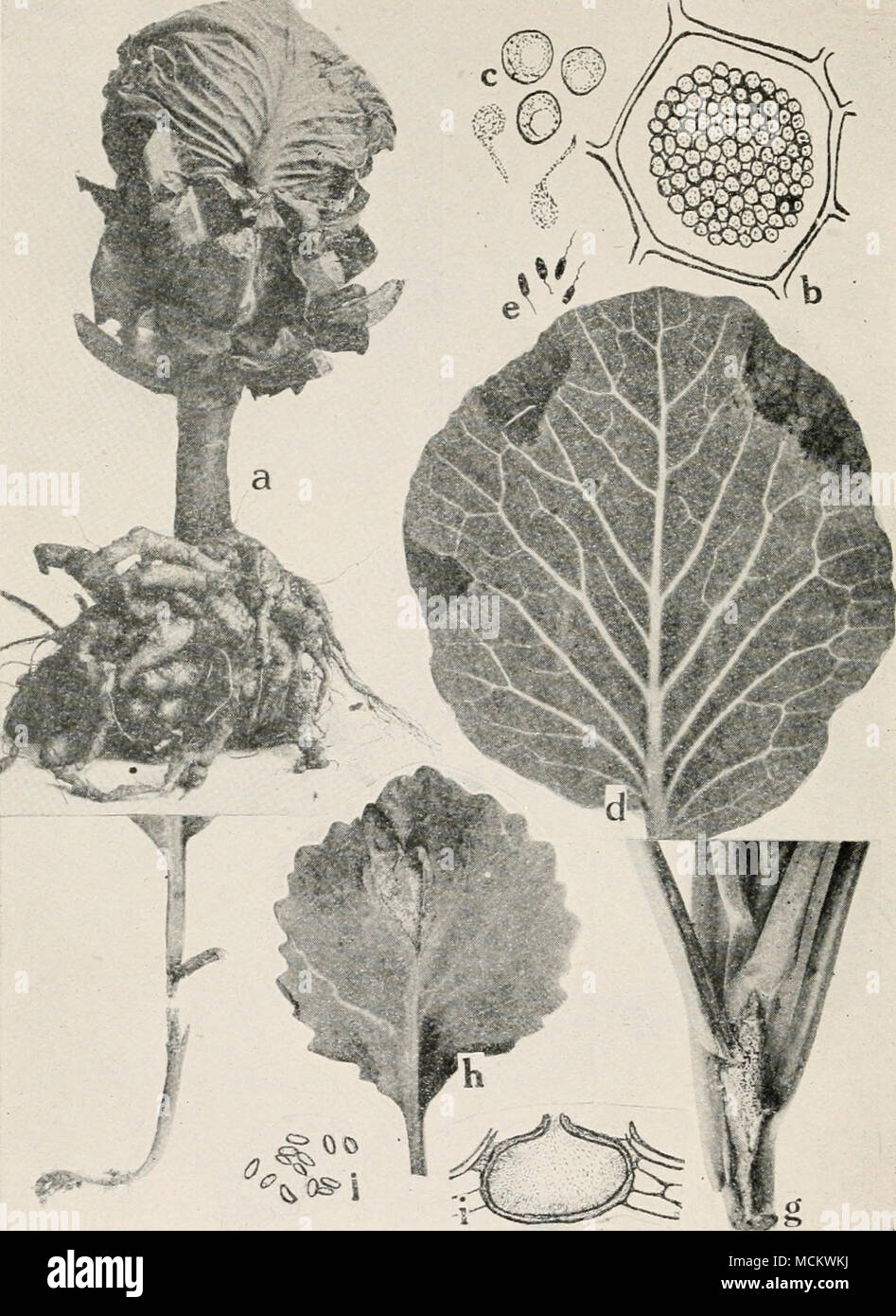 . Fig. 30. Cabbage Diseases. a. Club root (after Cunningham), b. cell filled with spores of the club root or- ganism, c. spores and swarm spores of Plasmodiophora brassica (b. and c. after Chuff), d. black rot of cabbage (after F. C. Stewart), c. individual black rot germs of Pseudomonas campeslris, f. black-leg on young cabbage seedling, g. black-leg lesion on foot of older cabbage plant, h. black-leg lesion on cabbage leaf, i. pycnidium of Phoma oleracecE.j. pycnospores of P. olcracece (i. a.ndj. after Manns), Stock Photo
