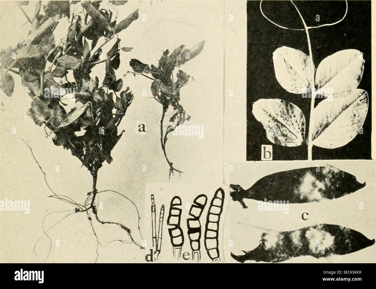. Fig. 51. Diseases of the Garden Pea and Bean. a. Thielavia root rot, to the right diseased plant with no root system, to the left healthy, b. stomatal leaf infection by Pseudomonas pisi, c. Sclerotinia liberliana rot on bean pods, d. endospore of Thielavia basicola, e. chlamydospores of T. basicola. Stock Photo