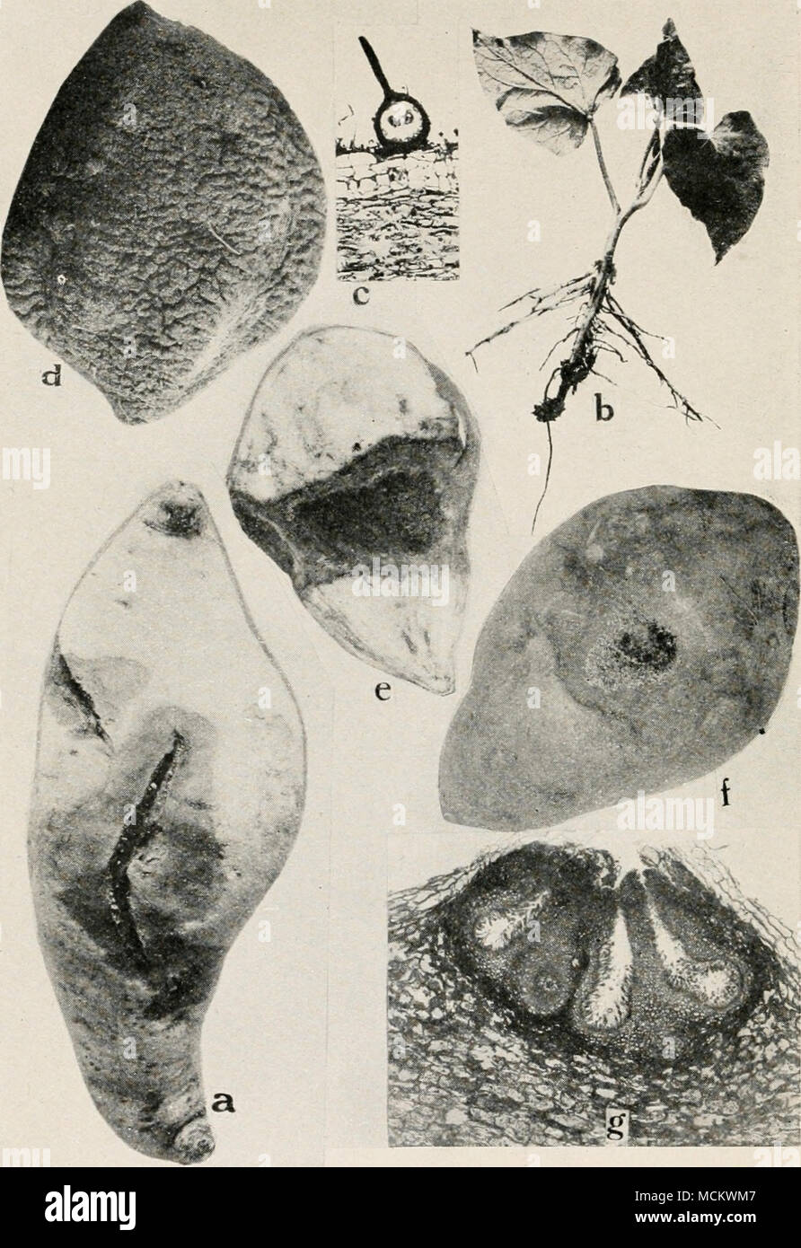 . Fig. 26. Sweet Potato Diseases. a. Black rot at place of a bruise, 6. black shank, c. showing a pycnidium of the black rot fungus, d. dry rot, e. cross section throug'i /, to show the effect of the disease on the root. /. Java black rot surface view, showing strings of spores oozing out from the center of spot, g. cross section through diseased sweet potato root to show pycnidia of the fungus Diplodia tubericola. Stock Photo