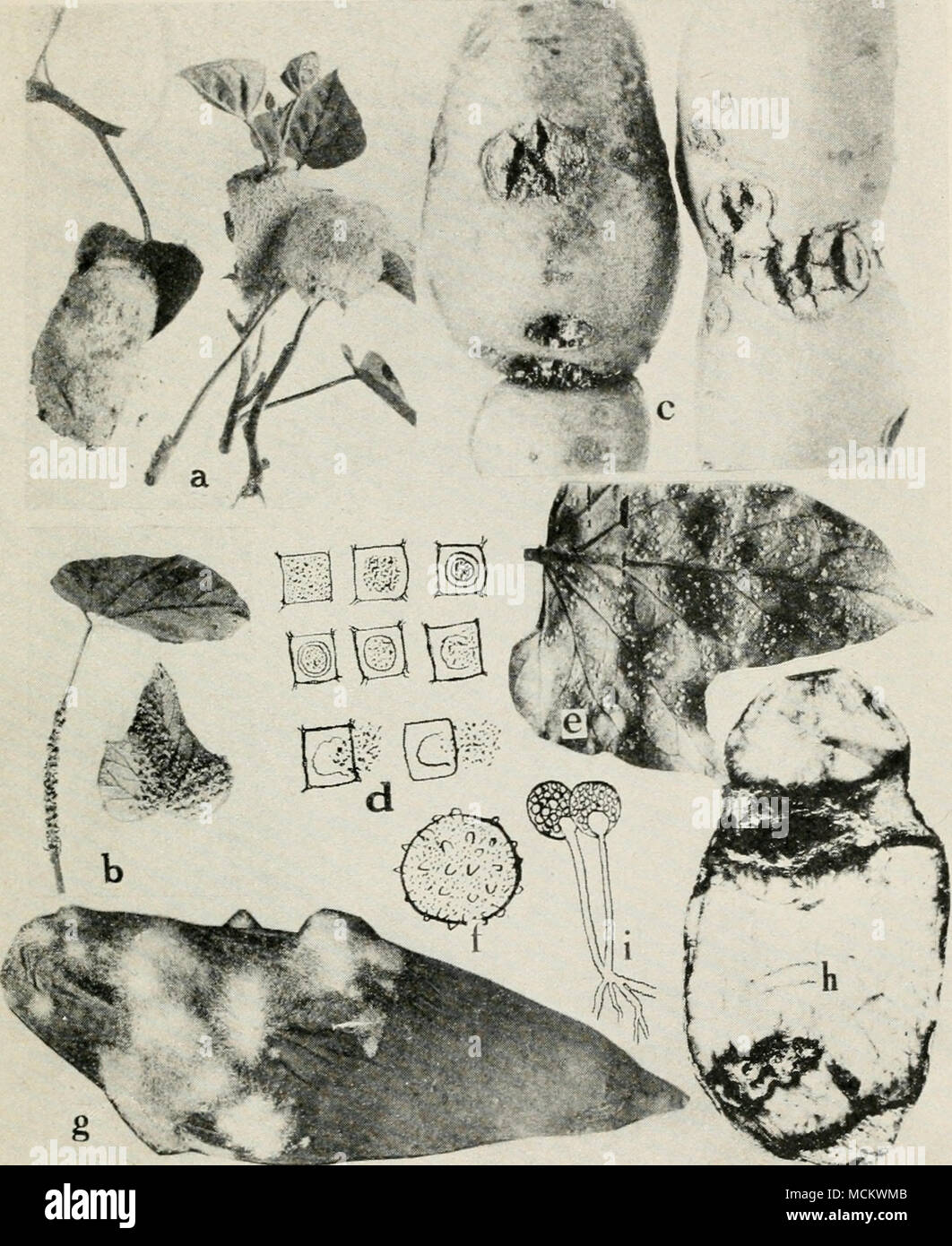 . Fig. 25. Sweet Potato Diseases. a. Slime mold {Fuligo violacea), b. slime mold (Physarum plumbeum), c. pox or pit, d. formation of a cyst and liberation of spores of Cyslospnra halala (after Elliot), e. white rust, /. oospore of the white rust fungus, g. soft rot, h. ring rot, i. fruiting stalks of Rhizopus nigricans. Stock Photo