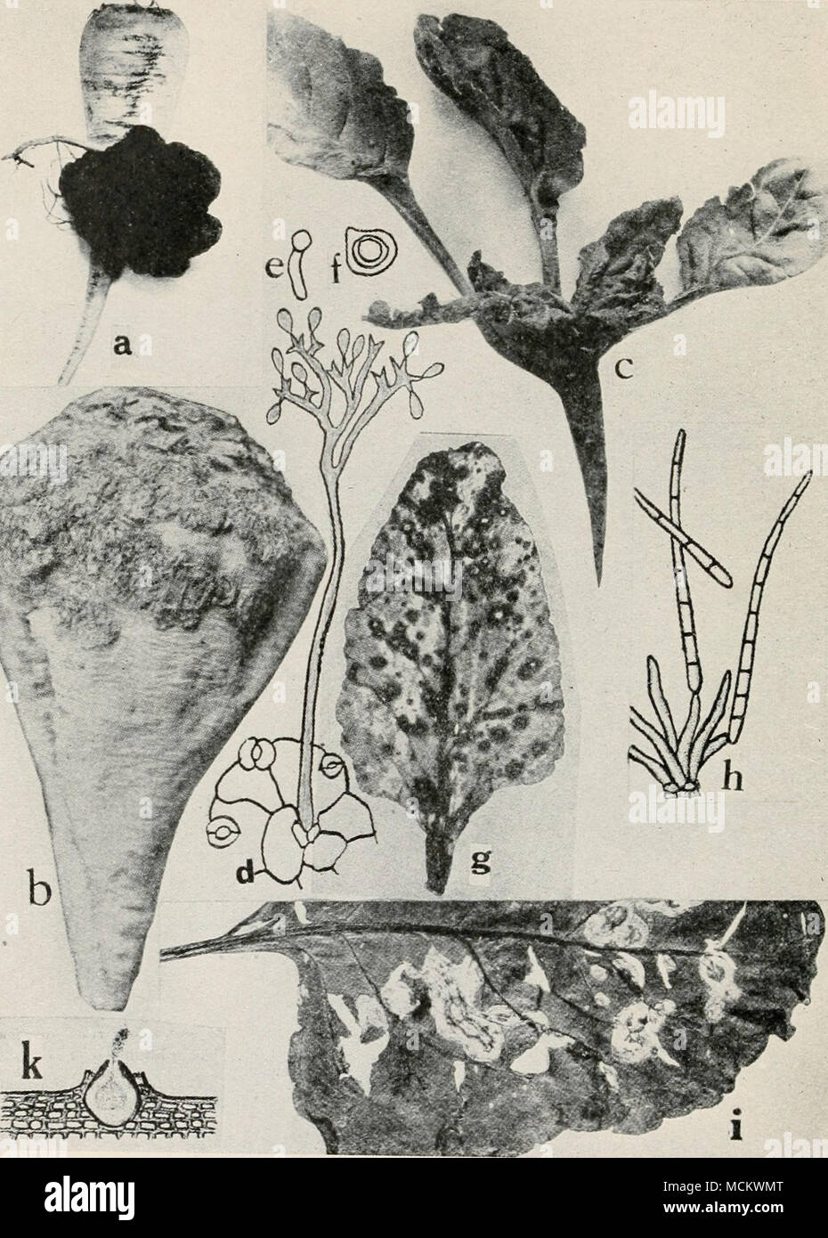 . Fig. 20. Beet Diseases. a. Crown gall, b. scab c. downy mildew, d. Conidiophore of Peroyiospora schachlii arising from a stomate of an infected beet leaf, e. germinating zoospore of P. schach- •/• °°?P.O'&quot;e &quot;f ^- schachlii, g. Cercospora leaf spot (after Halsted), h. conidiophore and conidia of Cercospora belicola (after Duggar), i. Phoma leaf spot (after Pool and McKay), k. pycnidium of Phoma belce (after T. Johnson) {d.-f. after PriUieux). Stock Photo
