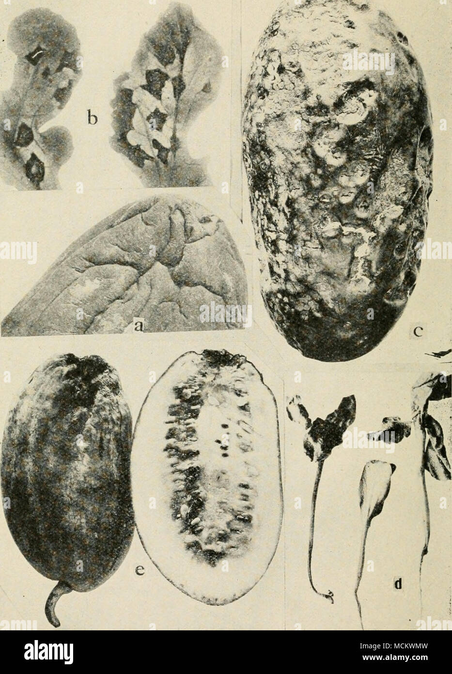 . Fig. 42. Watermelon Diseases. a. Stem end rot (after Meier), 6. anthracnose of foliage, c. anthracnose on fruit, d. Fusarium wilt of young seedlings, e. blossom end rot. Stock Photo