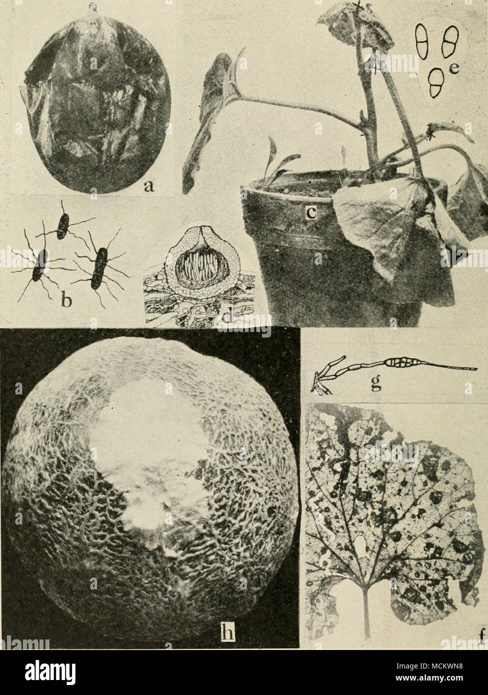 . Fig. 38. Cantaloup Diseases. a. Soft rot, b. individual germs of soft rot (a. and 6. after Giddings), c. young cantaloup plant artificially inoculated with Mycosphasrella wilt, d. section through a perithecium of Mycosphcerella citrullina, showing immature asci, e. ascospores of M. citriiUina (c. to e. after Grossenbacher), /. Alternaria leaf blight, g. Conidiophores and spore of Macrosporium cucumcrinum (after Chester), /;. Southern blight. Stock Photo