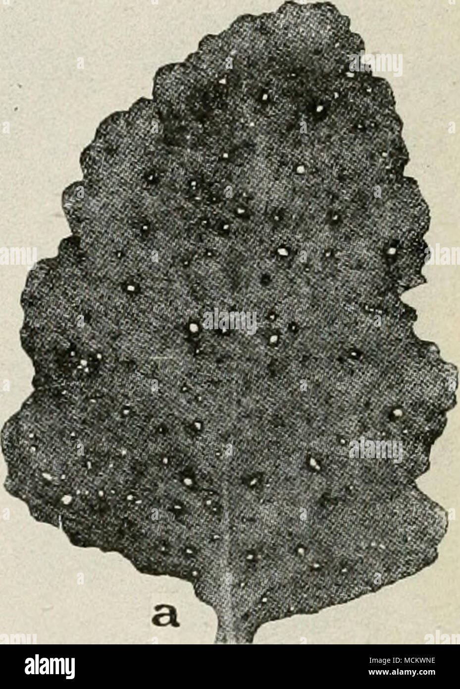 . Fig. 37. Turnip Disease. a. Macrosporium leaf spot, b. Macrosporium herciileum, showing conidiophores and conidia, c. individual conidium of M. herculeum (u. to c. after F. C. Stewart). Stock Photo