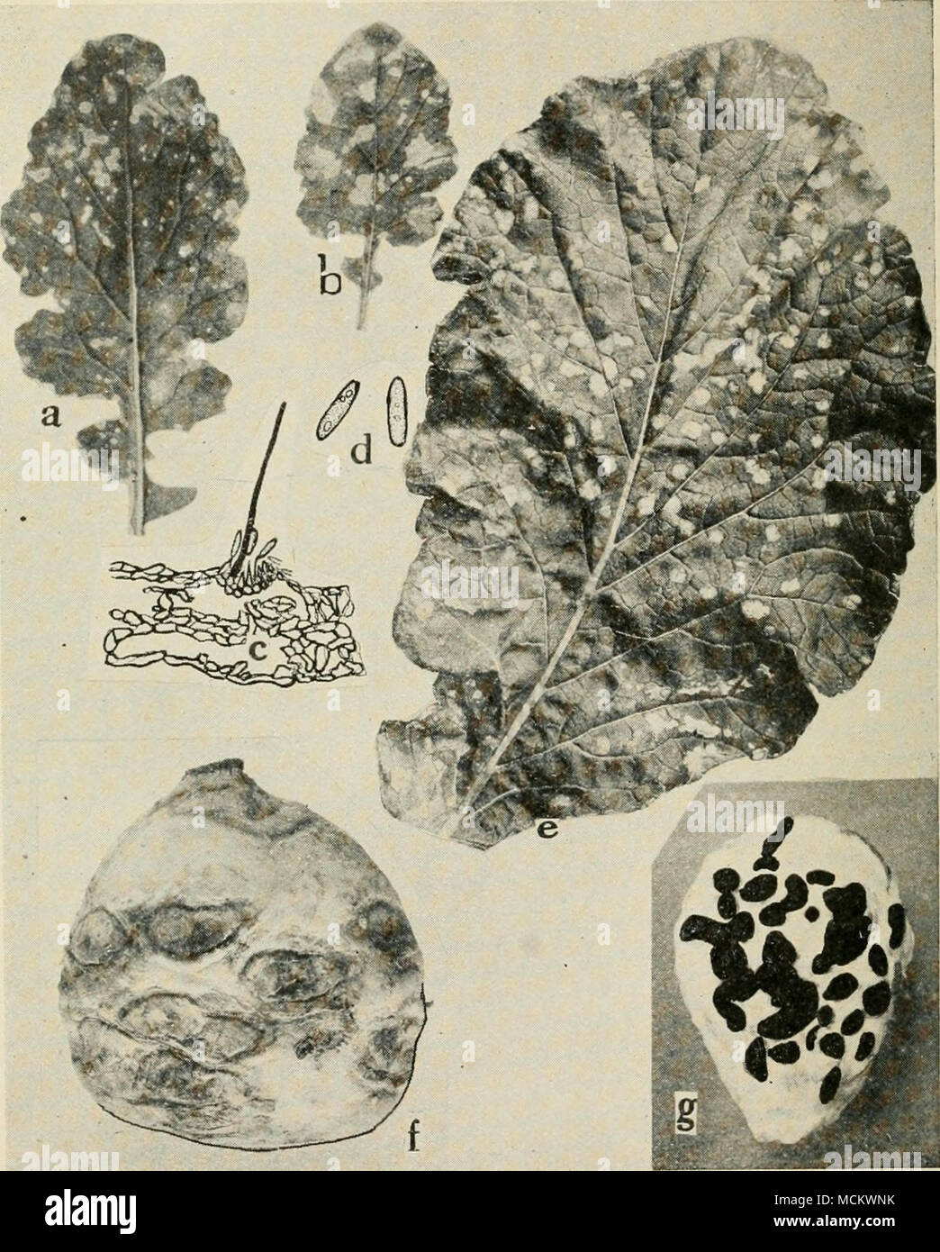 . Fig. 36. Turnip Diseases. a. and b. Anthracnose, c. cross section through acervulus, d. anthracnose spores, e. Cylindrosporium leaf spot, /. Phoma rot, g. Sclerotinia rot (c and d. after Higgins). Stock Photo