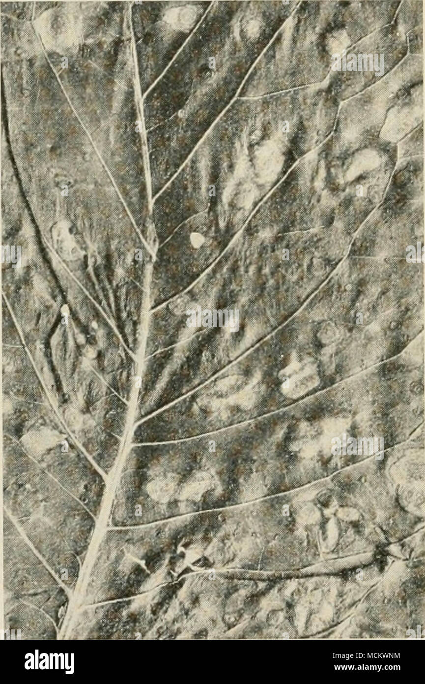 . Fig. 34. Cercospora Leaf vSpot OF Horse Radish. Stock Photo